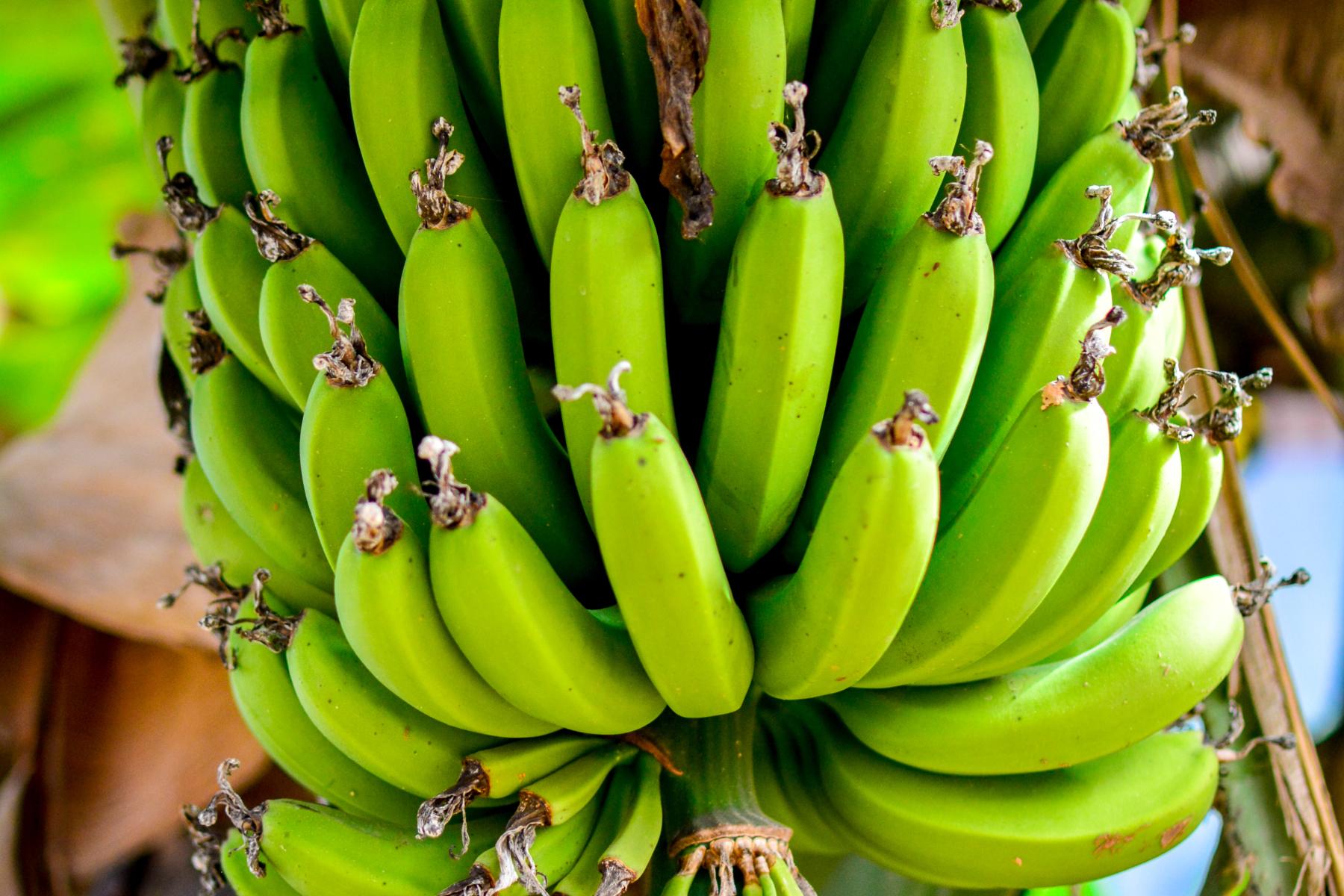 Bananen an Staude