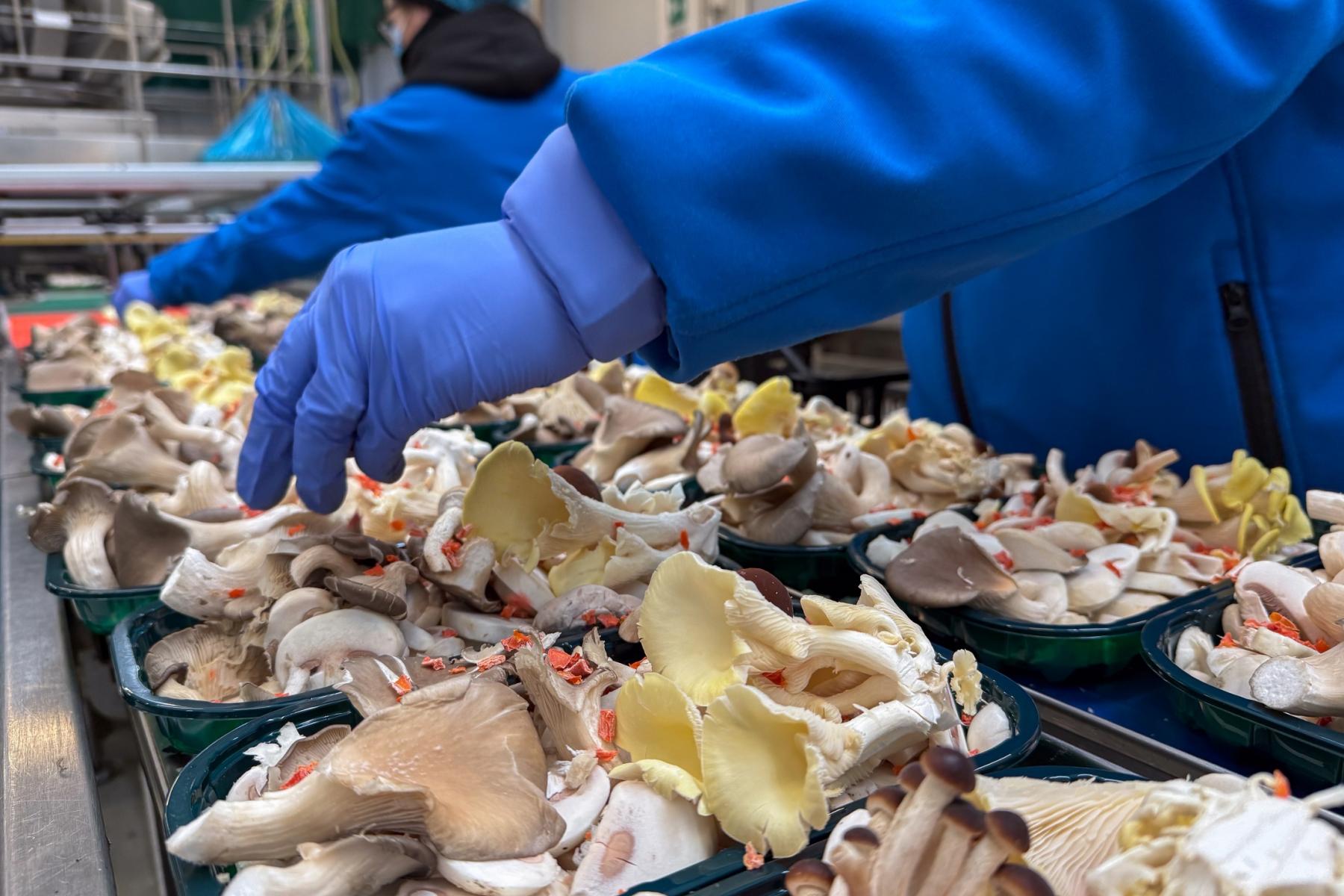 Mischpilze des Pilz-Konsortium Consorzio Funghi di Treviso