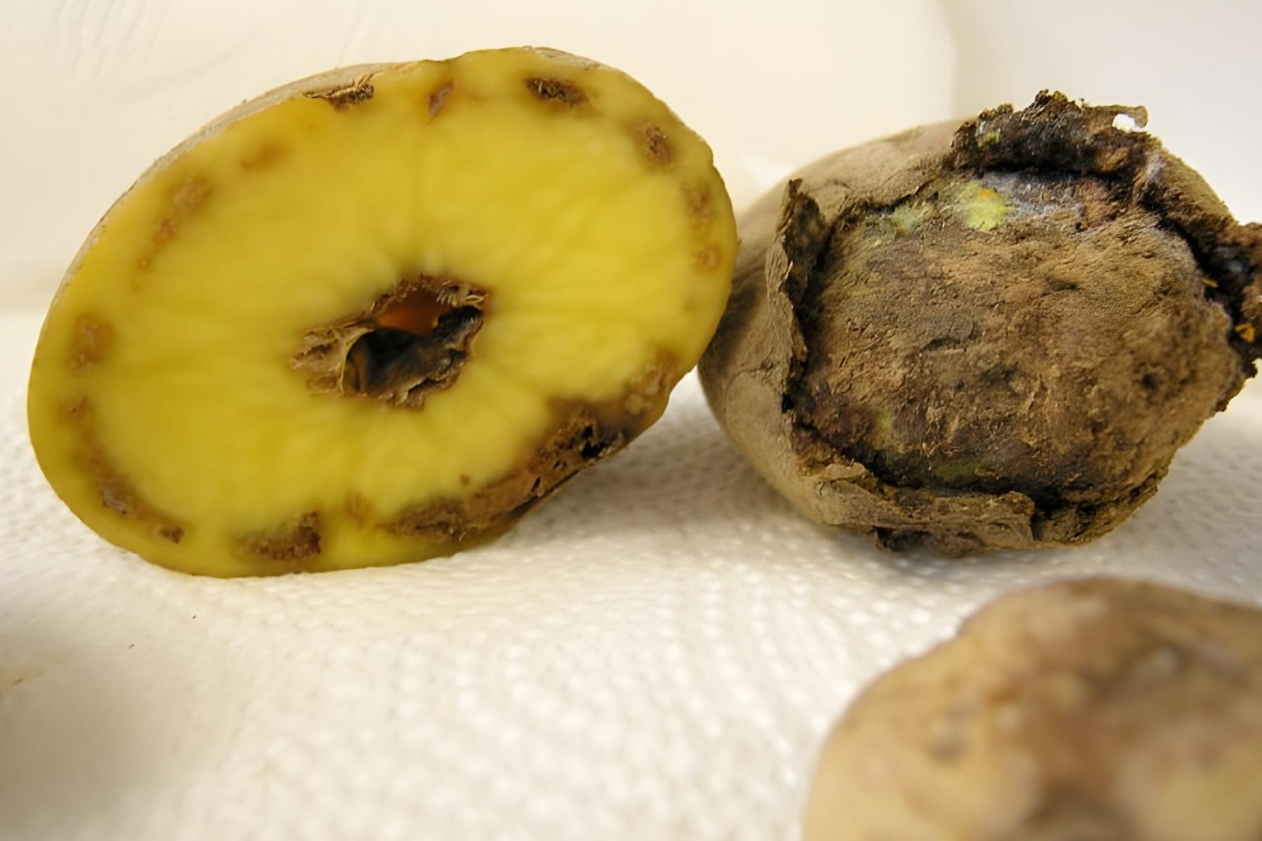 Ingwer mit Bakterienwelke