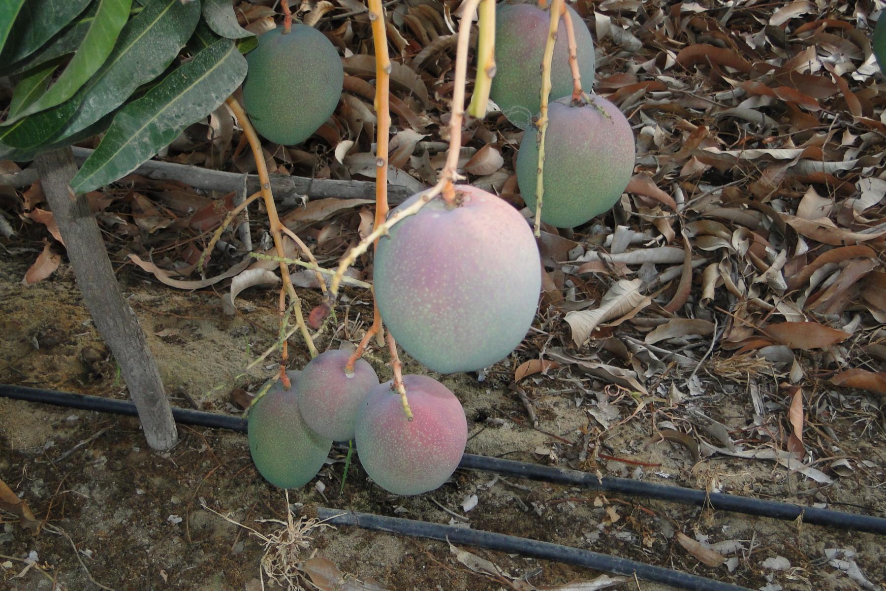 Mangos am Baum
