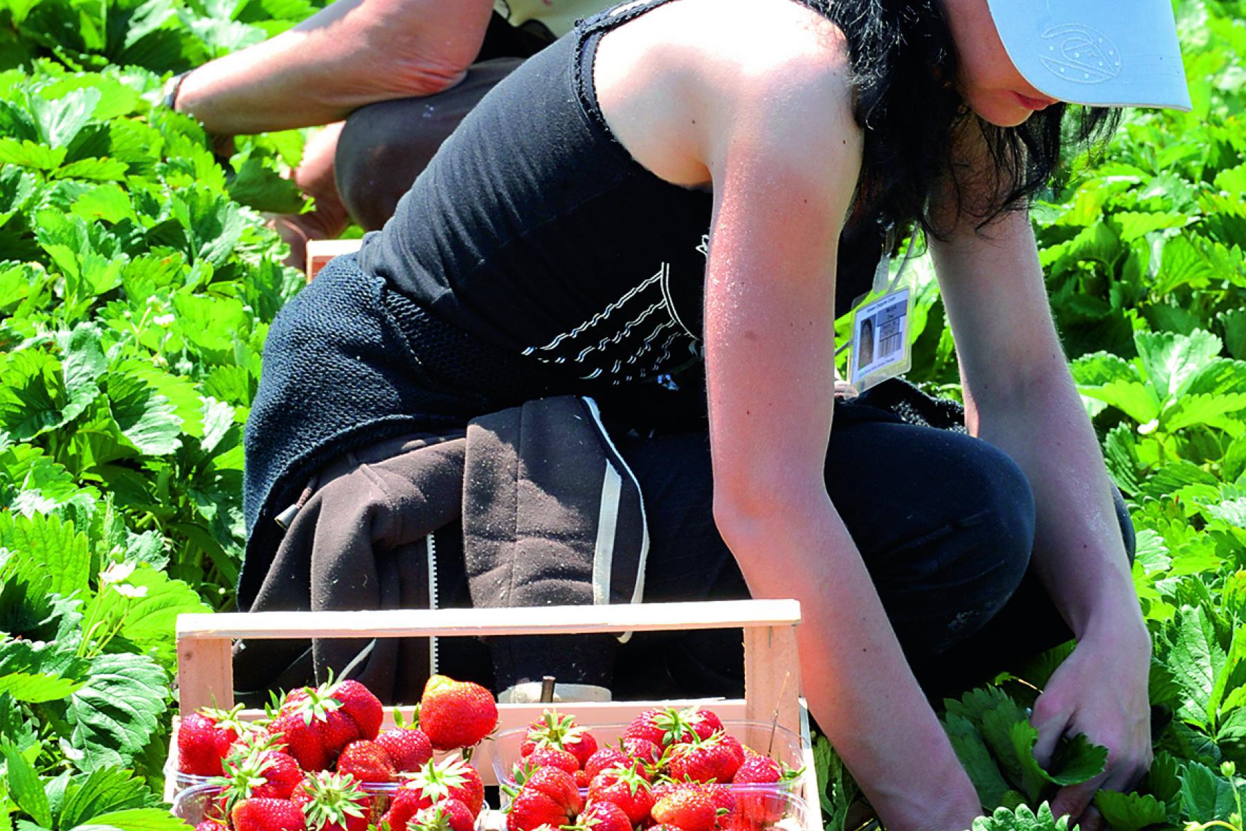 Menschen ernten Erdbeeren im Feld