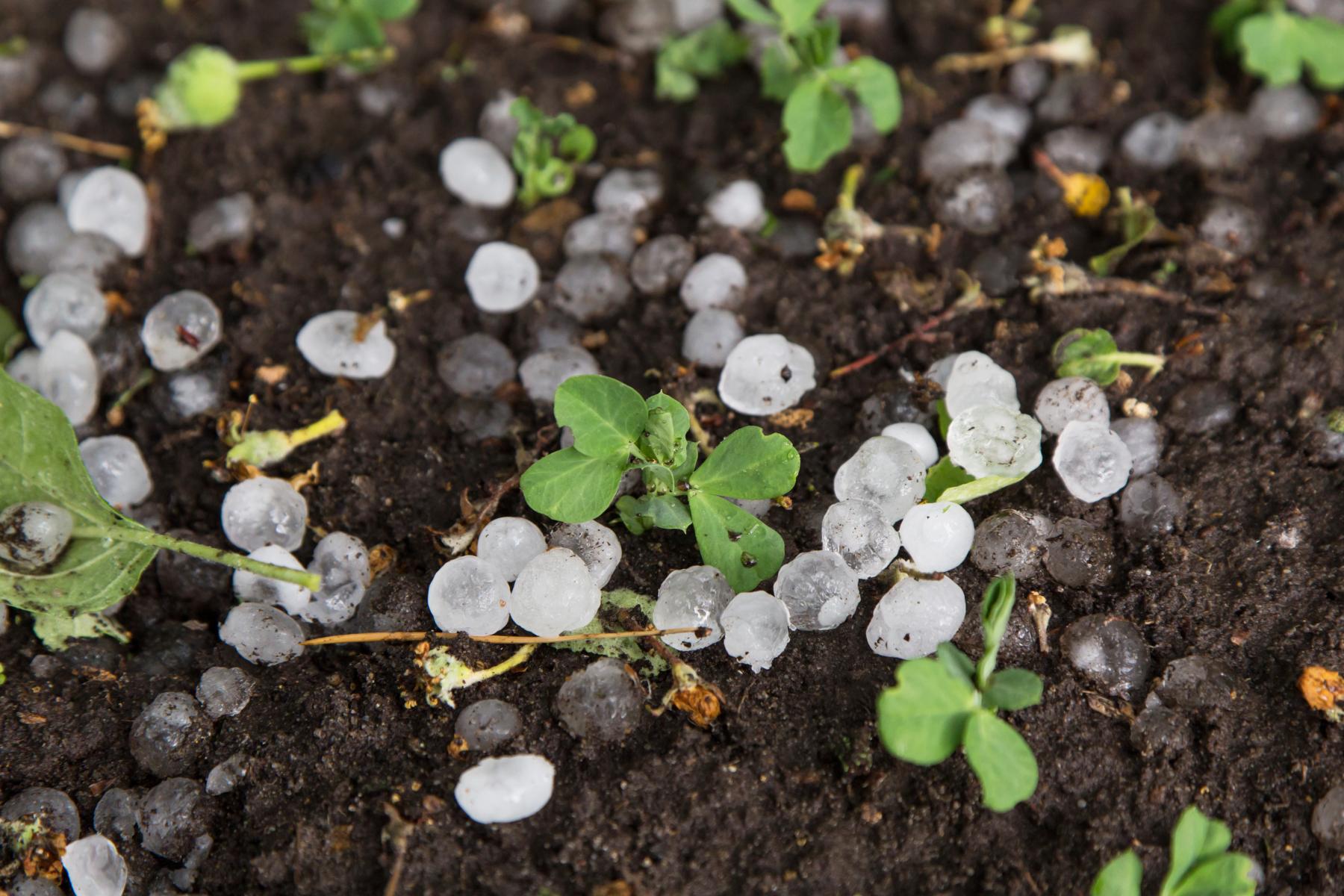 Hagel auf einem Feld