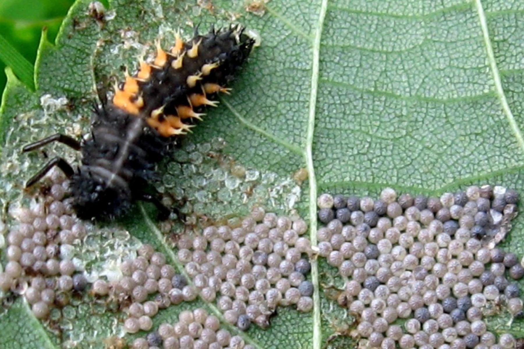 Harlekinlarve und Eier