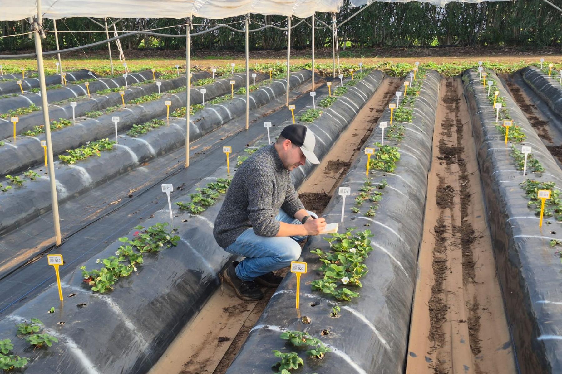 Juan Carlos Gutierrez Ruiz - neuer Erdbeerzüchter beim Consorzio Italiano Vivaisti CIV
