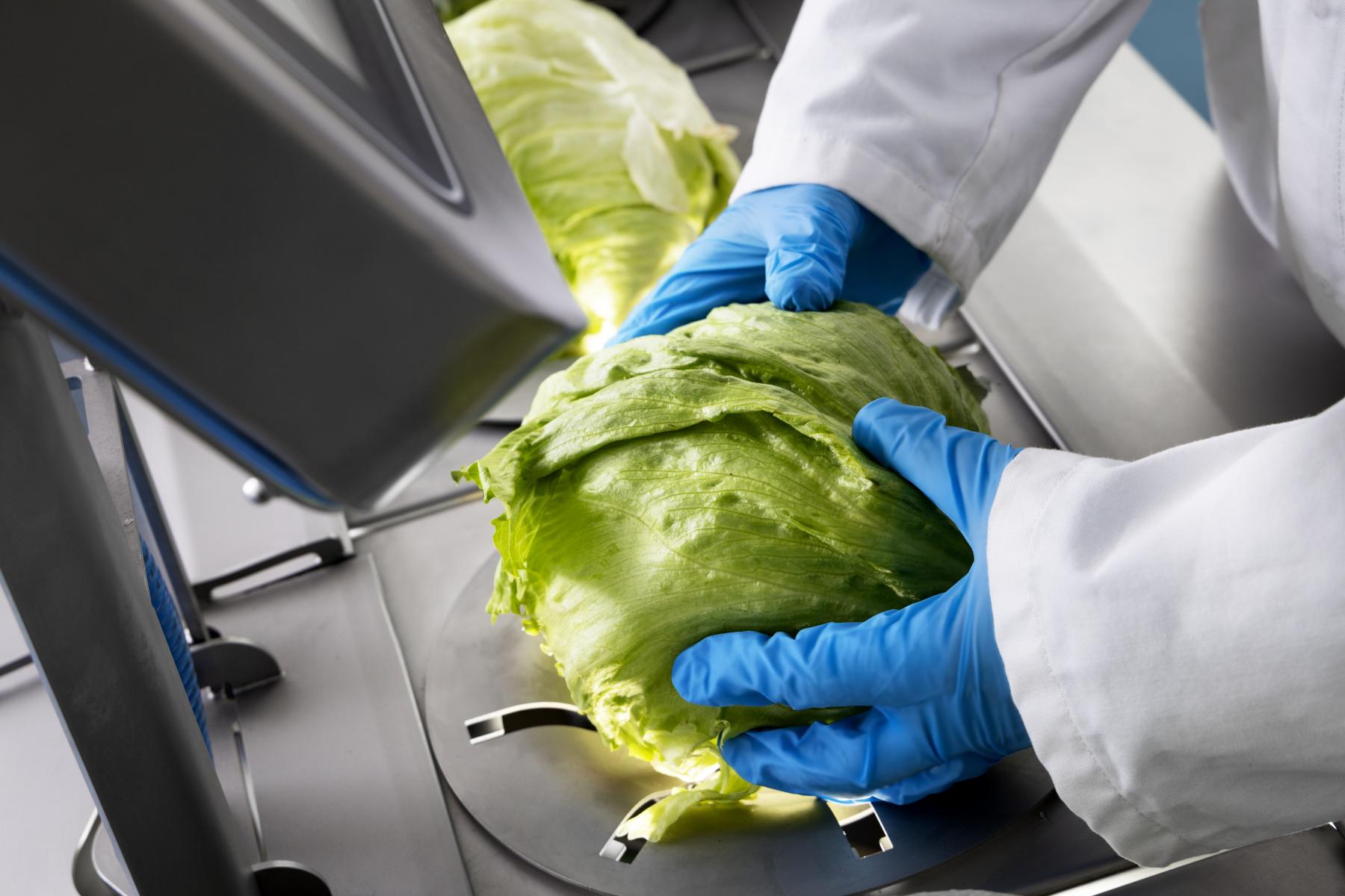blaue Handschuhe halten einen Eisbergsalat auf der OptiCor OC-60