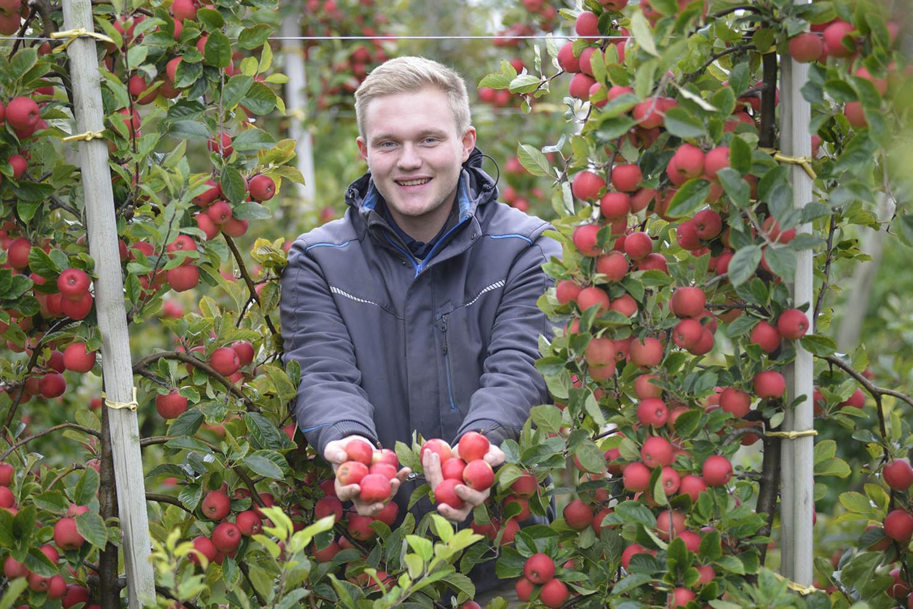 Obstbauer Philip Köpcke steht in einer Rockit-Plantage und hat beide Hände voll mit Äpfeln