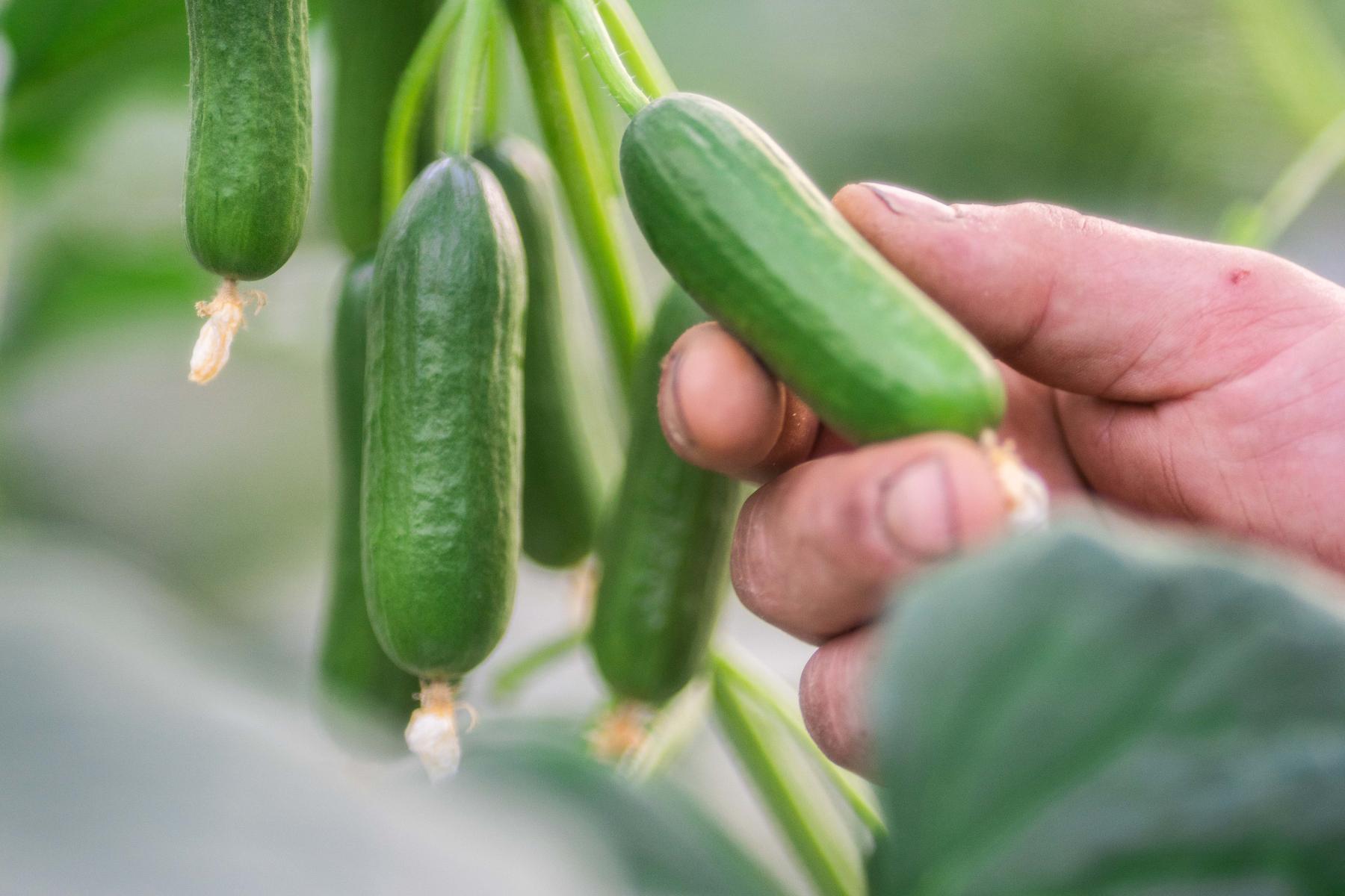 Eine Hand hält eine Snackgurke, die noch nicht geerntet ist