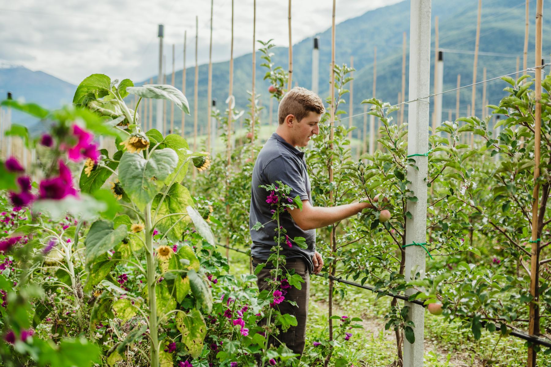 Landwirt bei der Apfelbaum-Pflege