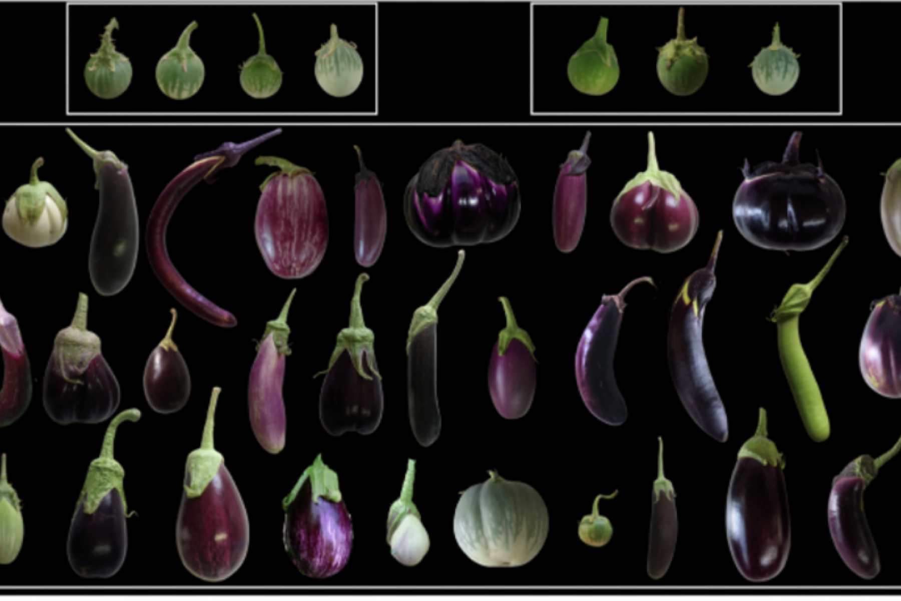 Auberginen-Sorten