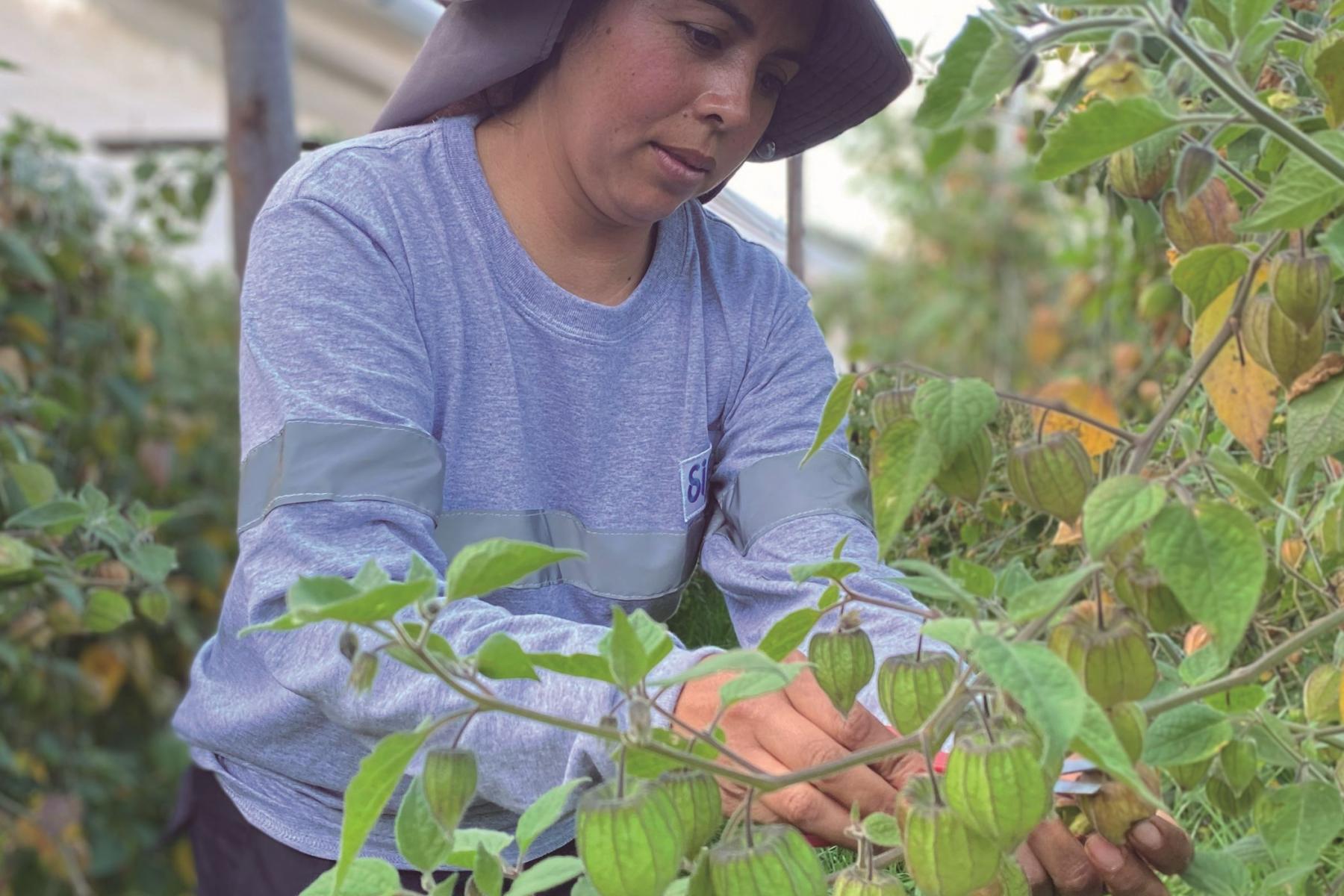 Frau erntet Physalis