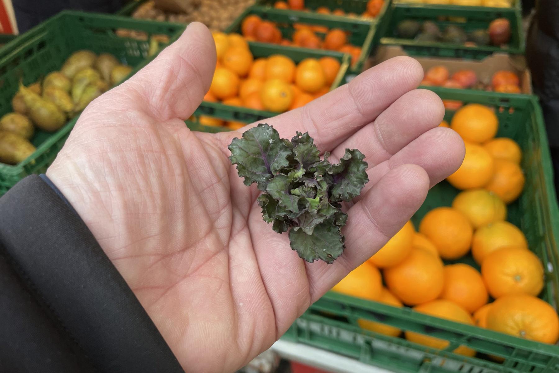 Flower Sprout auf einer Menschenhand