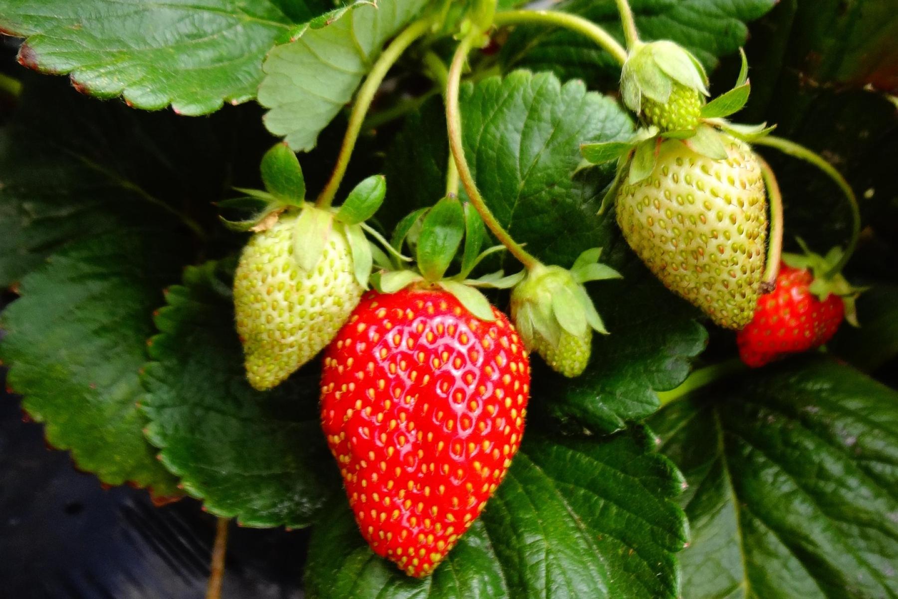 reife und unreife Erdbeeren