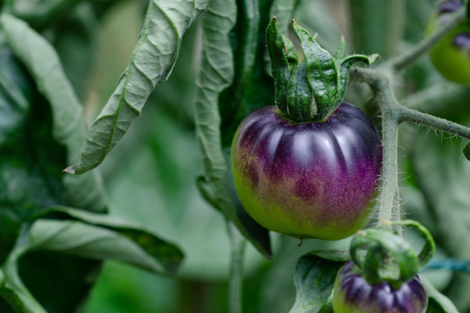 lila Tomate am Strauch