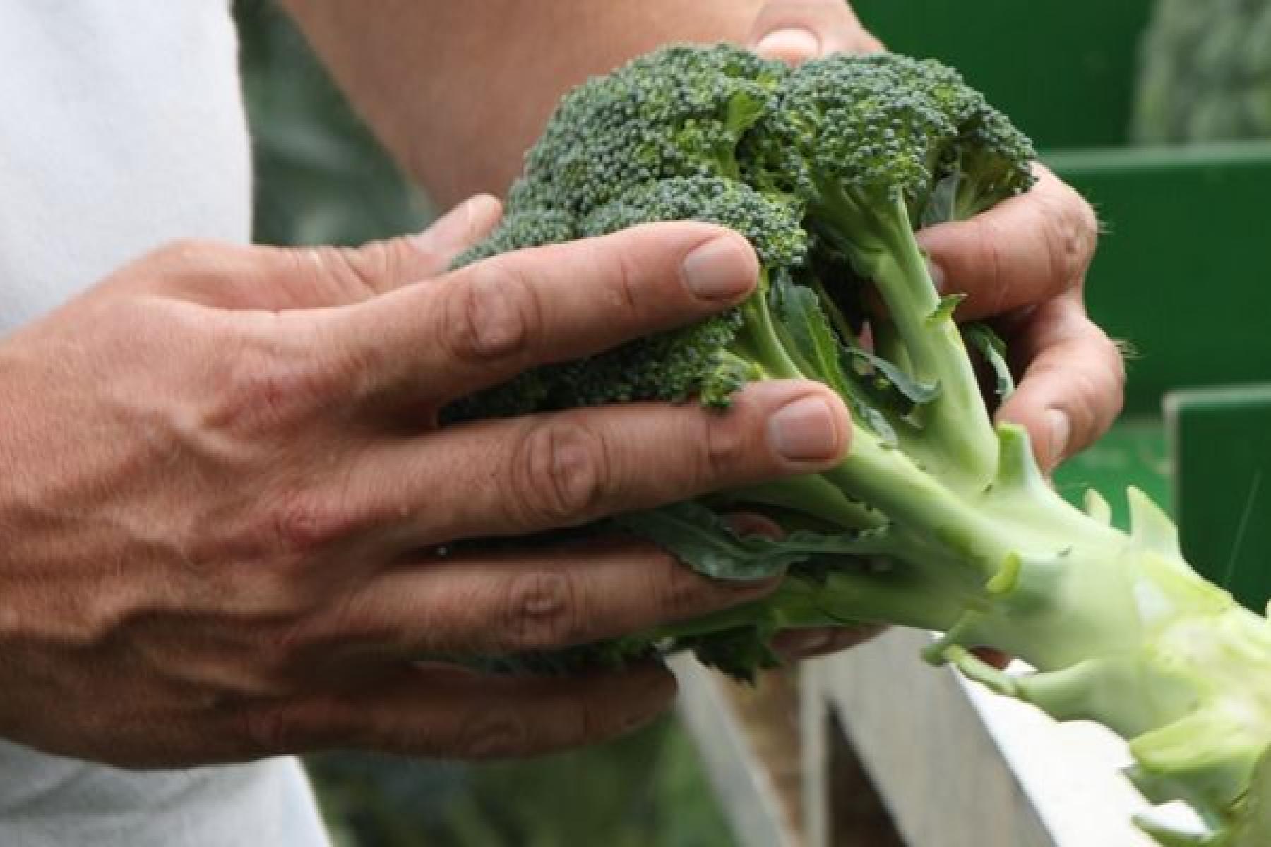 Mensch kontrolliert Brokkoli