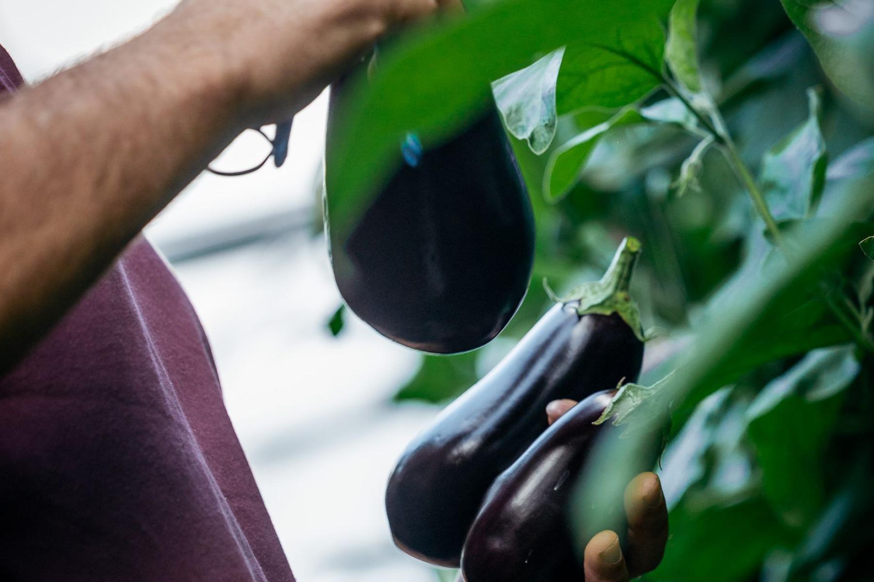 Person erntet Auberginen im Gewächshaus