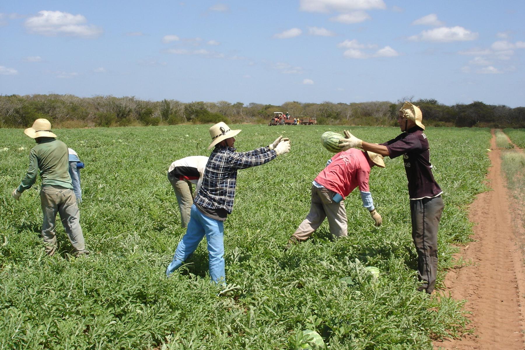 Melonenplantage in Brasilien. Arbeiter werfen sich geerntete Melonen zu. 