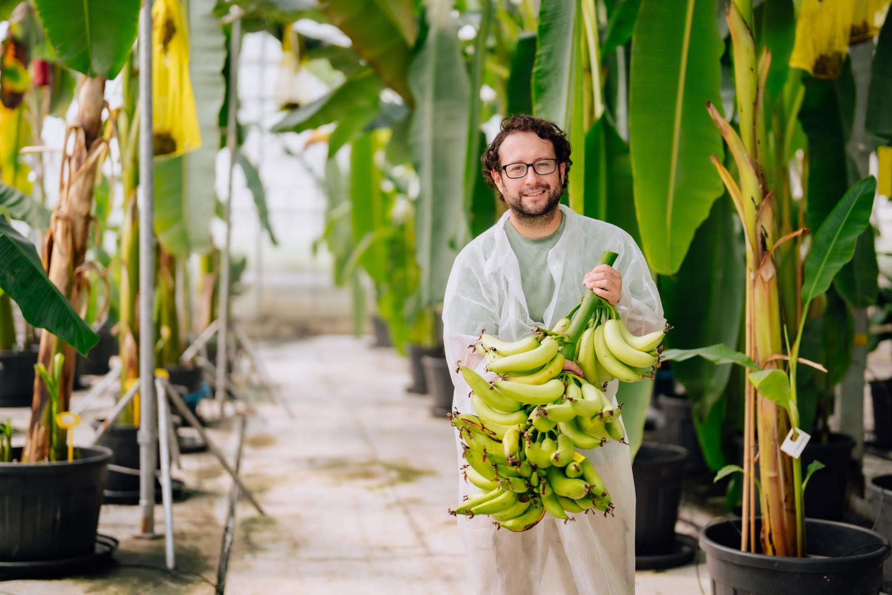 Dr. Fernando García-Bastidas, Leiter des Yelloway-Bananenzüchtungsprogramms, hält eine Bananenstaude. Im Hintergrund sind Bananenpflanzen zu sehen. 