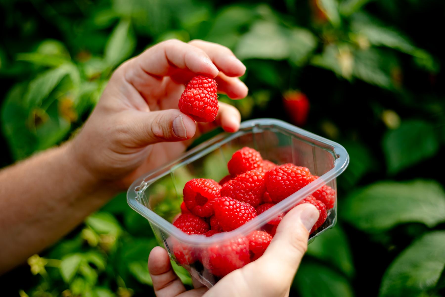 Die Himbeersorte RUBIN von Frutania 