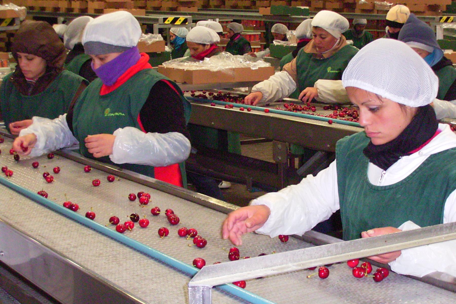 Kirschen werden auf einem Band transportiert und auf ihre Qualität hin überprüft.