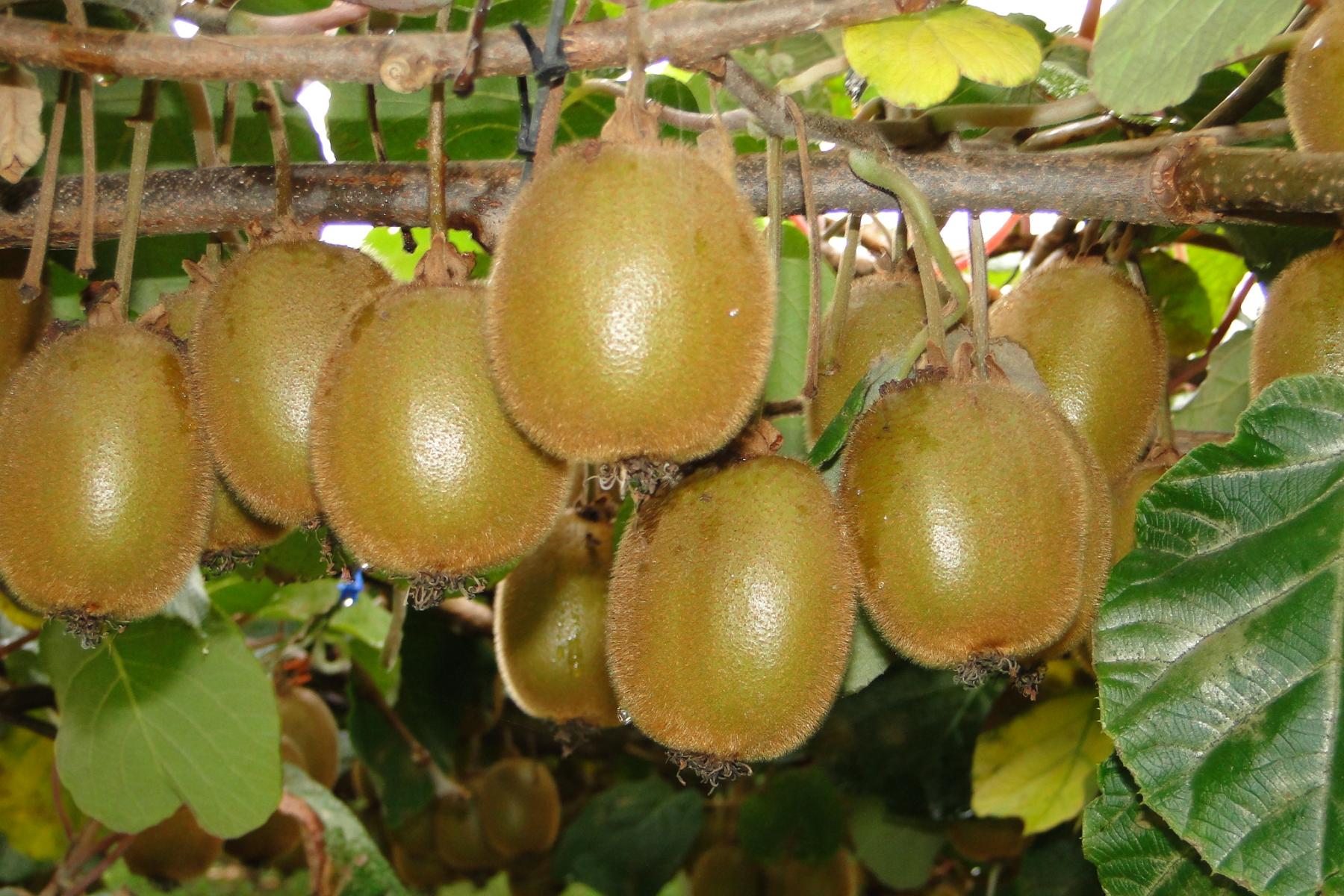 Kiwis am Baum