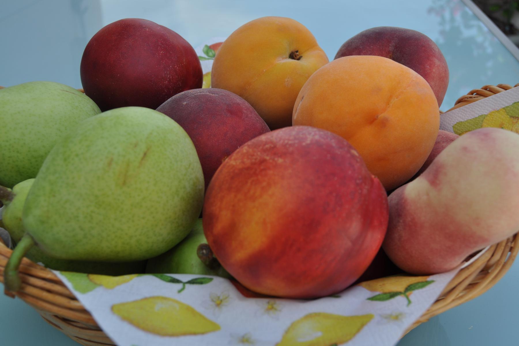 diverses Obst in der Schale