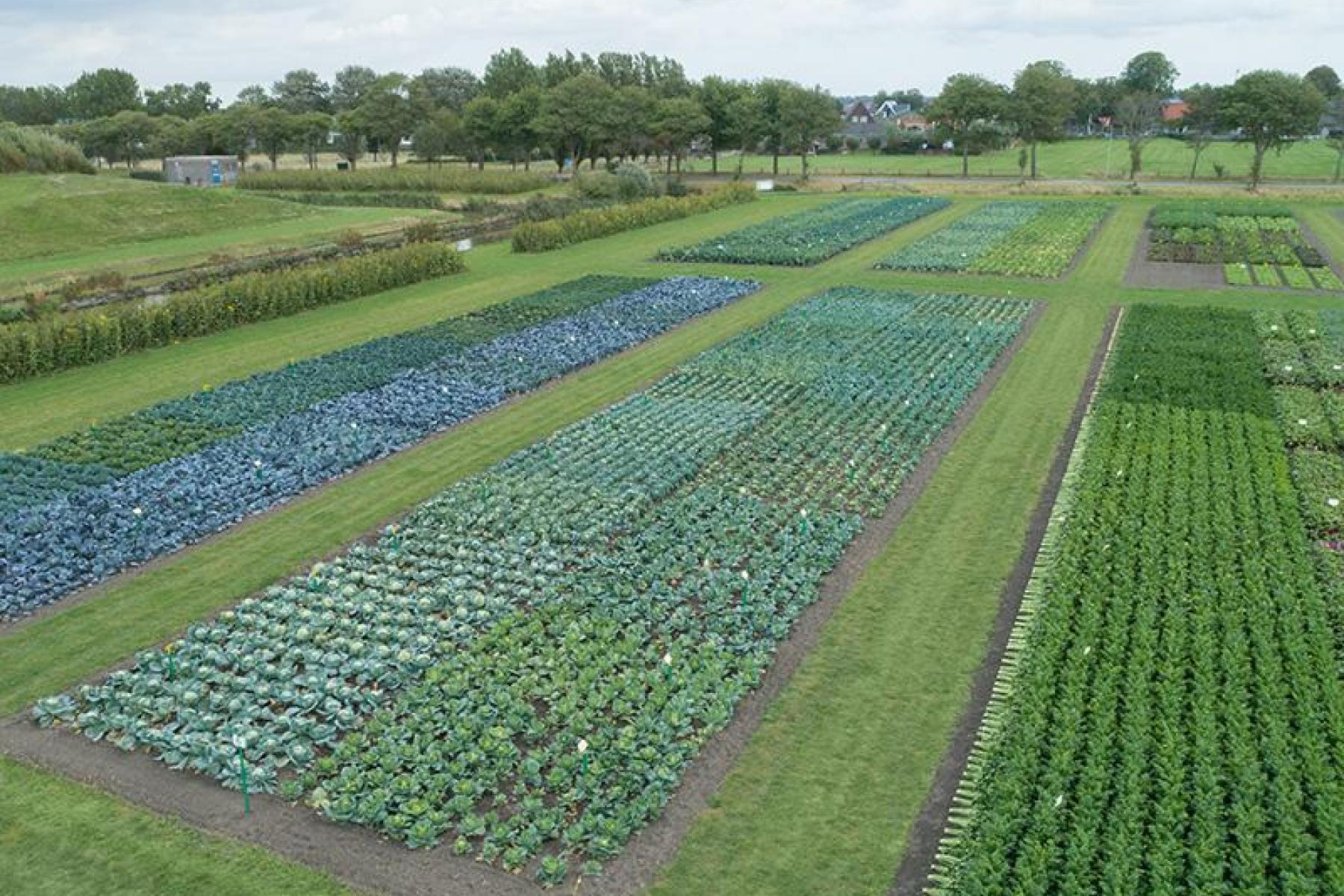 Testfeld mit biologischem Saatgut