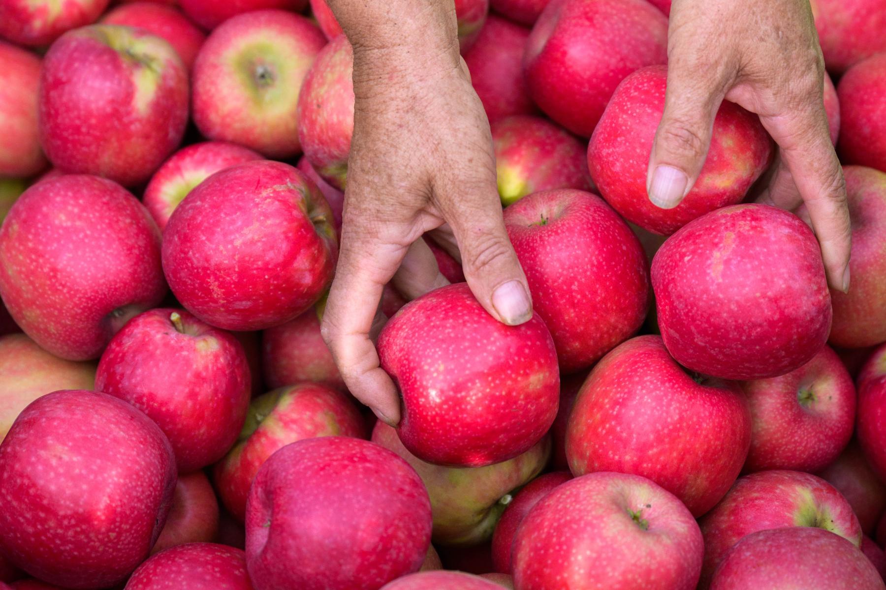 Hände greifen nach Pink Lady®-Äpfeln
