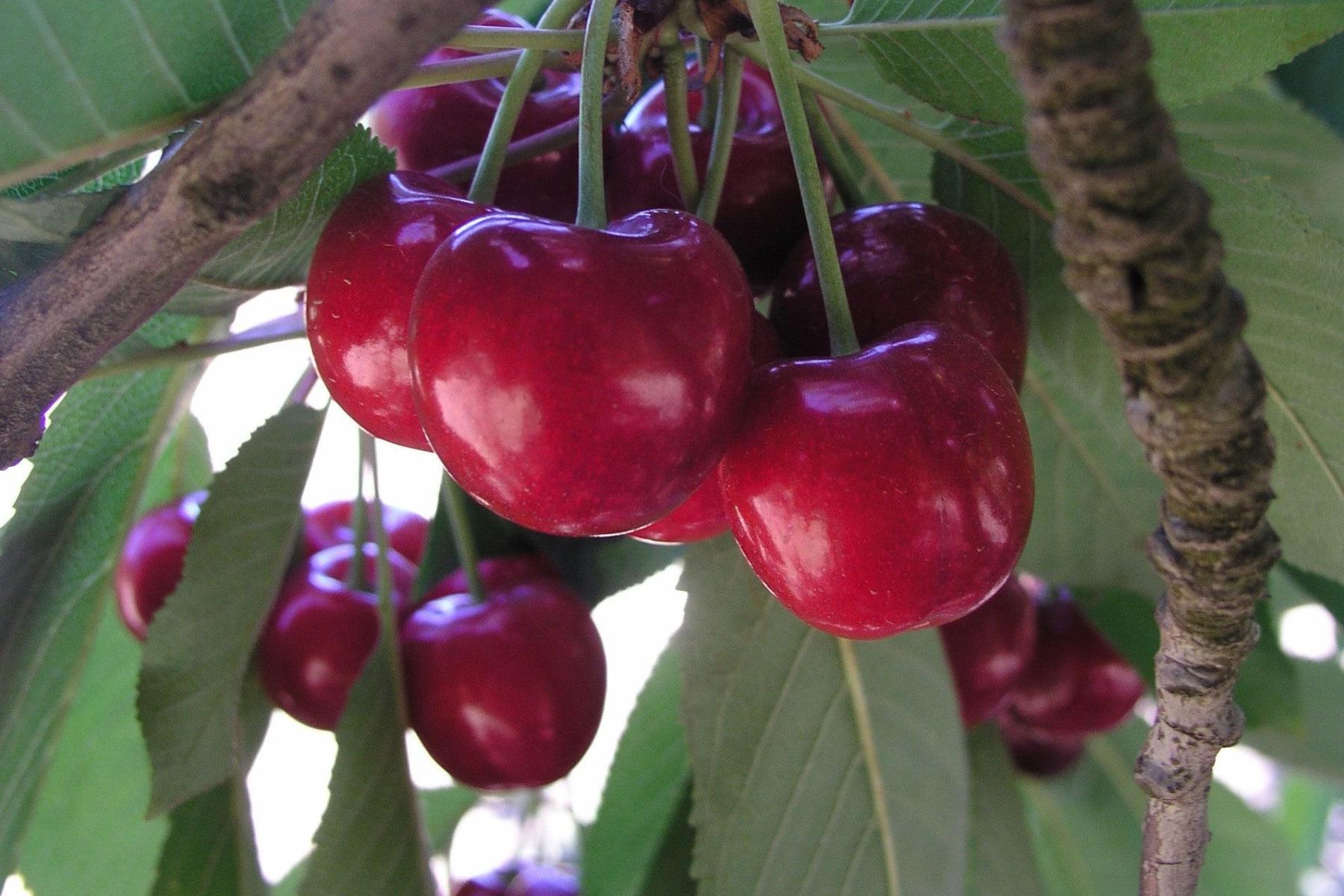 Reife Kirschen am Baum