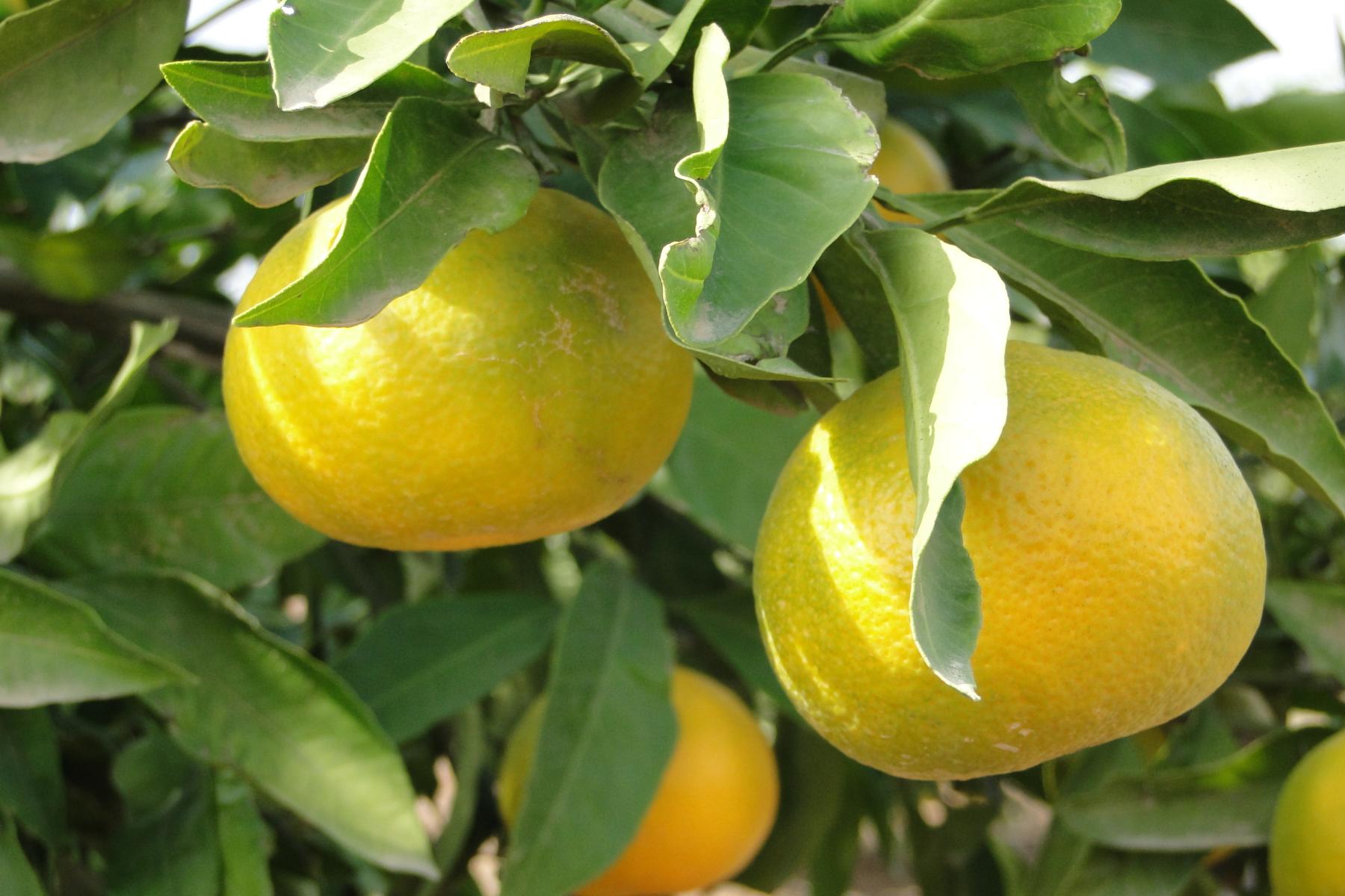 Mandarinen der Sorte Okitsu am Baum. 