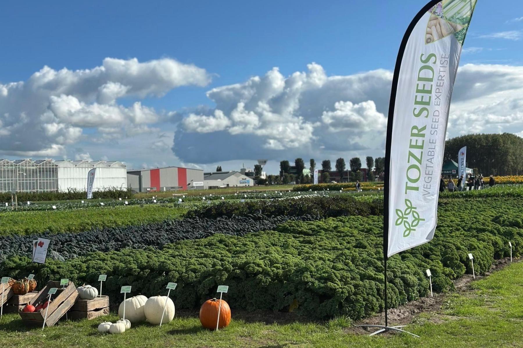 Ein kleines Gemüsefeld, daneben ein Wimpel mit dem Firmenlogo Tozer Seeds und Gemäuden im Hintergrund. 