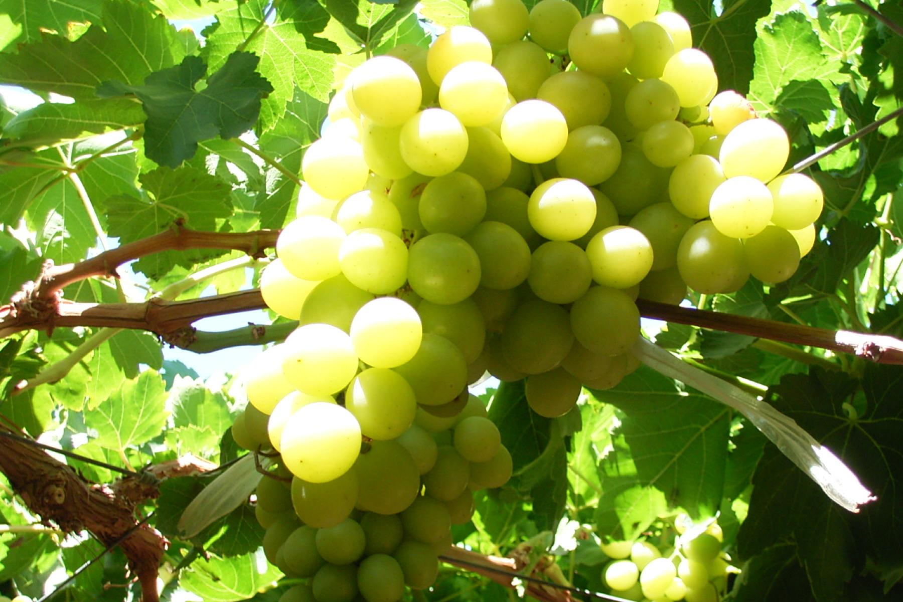 weiße Trauben an der Rebe