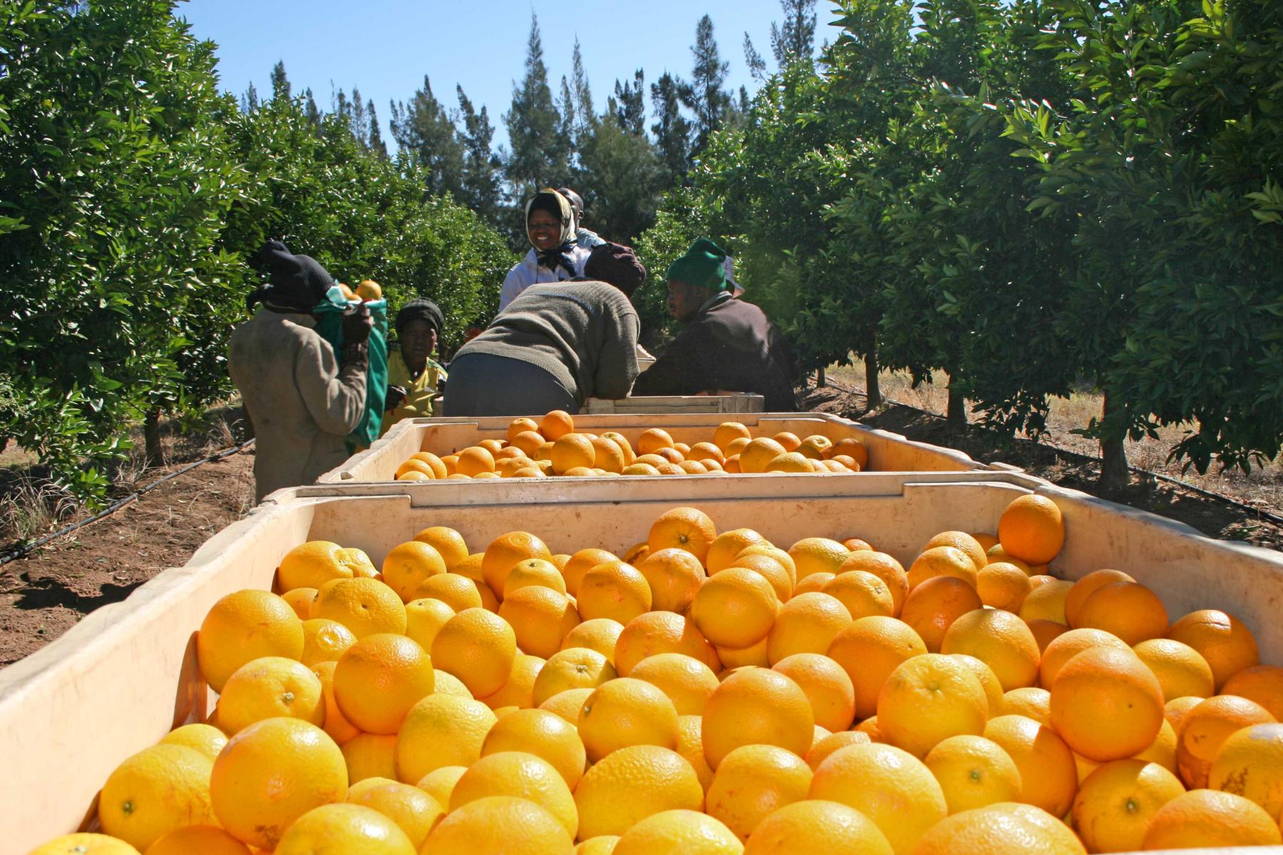Orangenernte in Südafrika