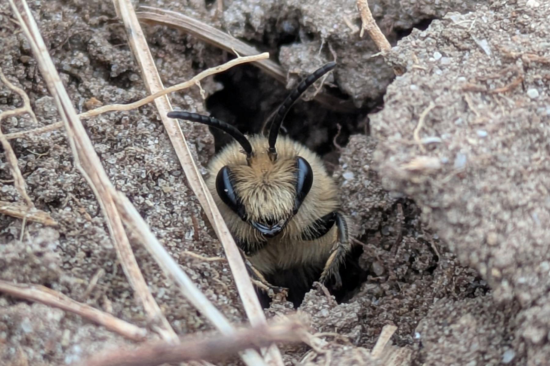 Bodennistende Wildbiene