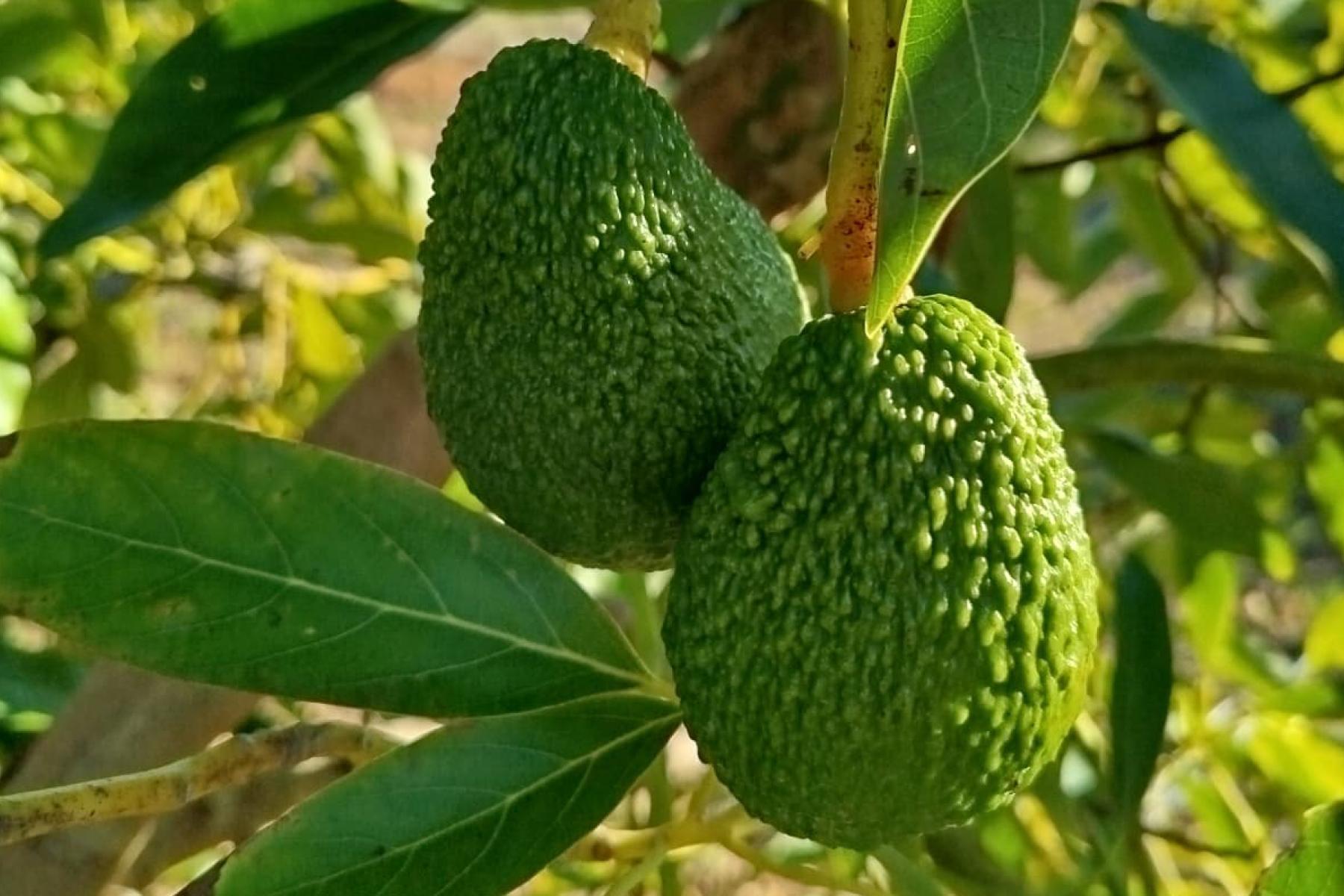 Avocados am Baum
