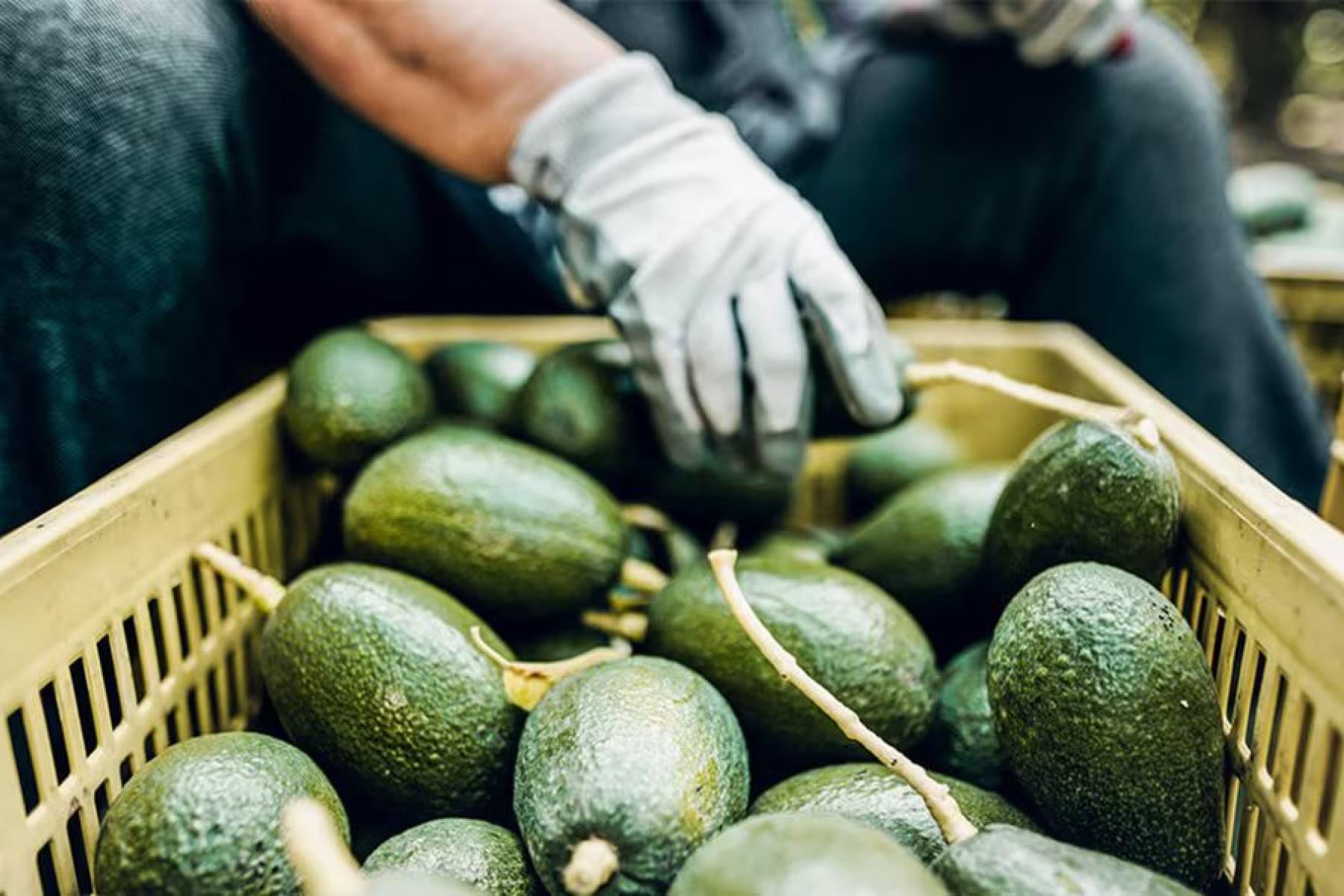 Mann sitzt vor Kiste mit Avocados