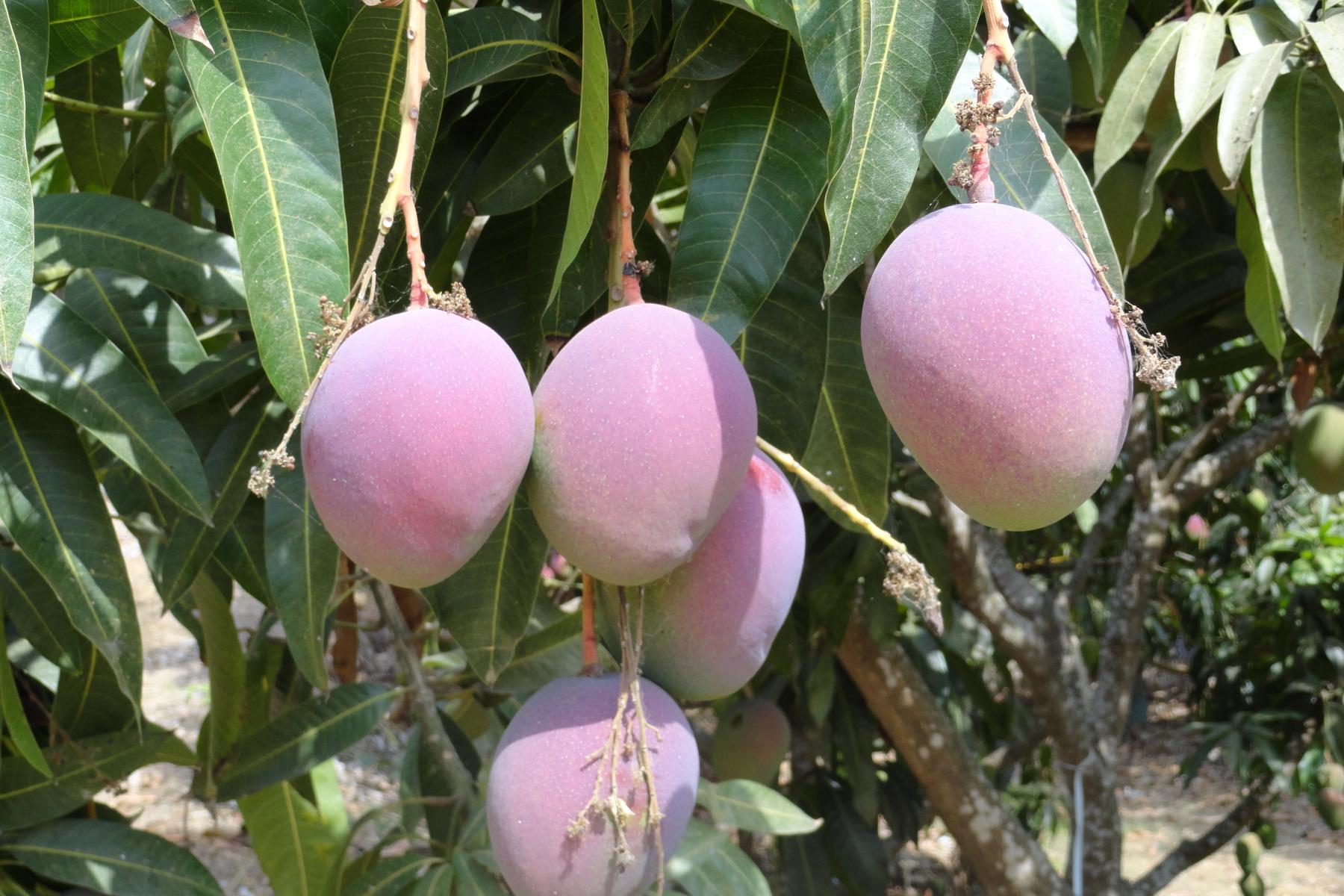 Mangos am Baum