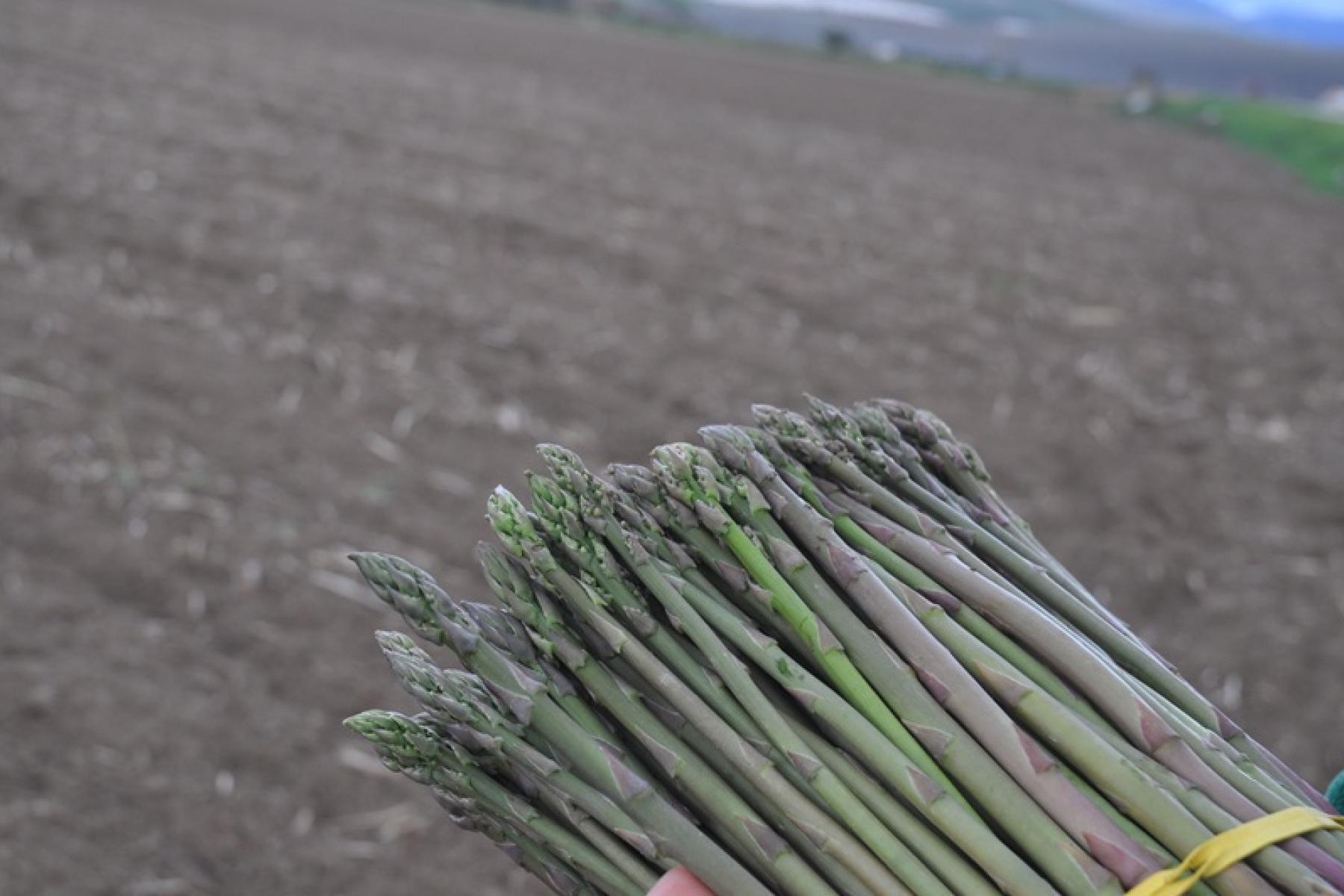 grüner Spargel auf dem Feld
