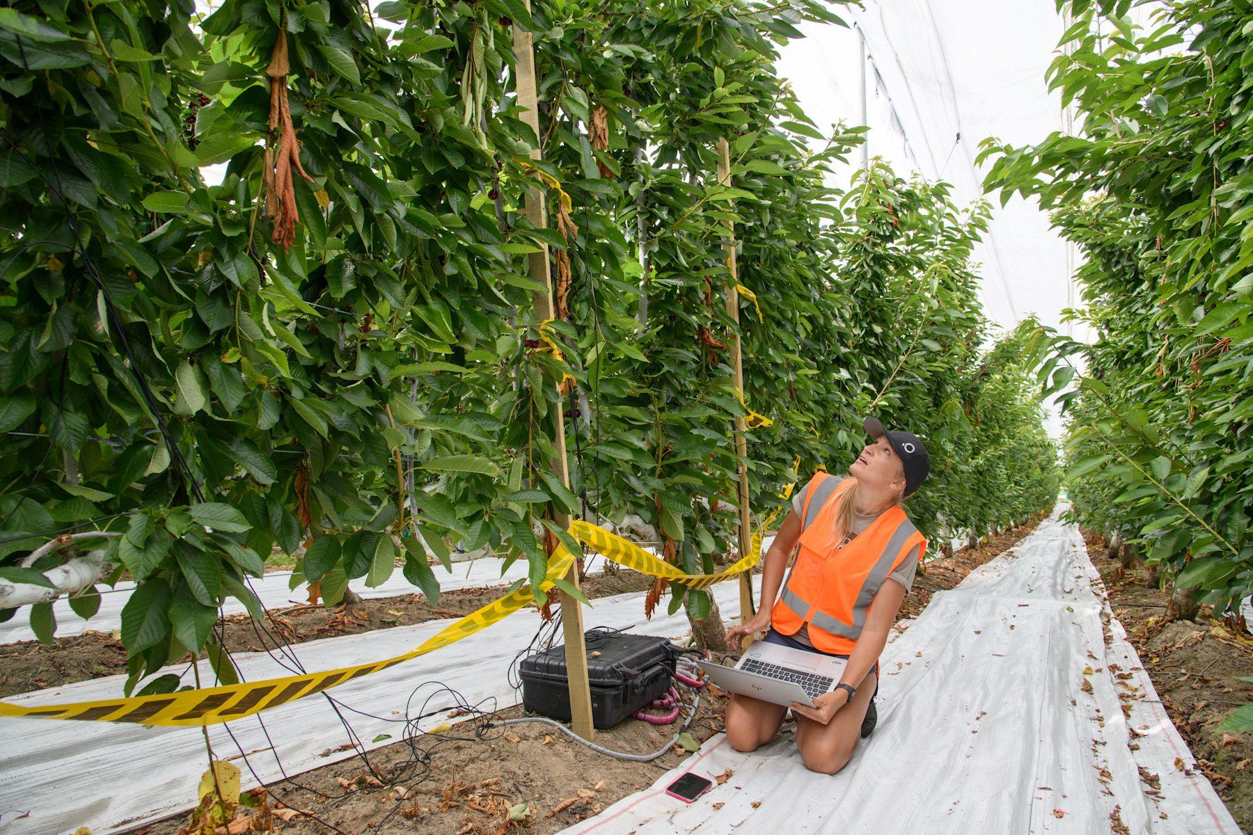 Claire Scofield hat bisher fast 4.000 Kirschen analysiert.