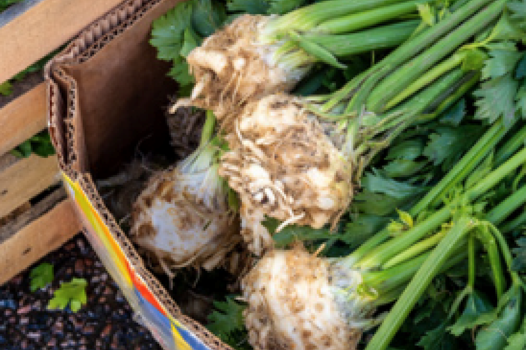 Knollensellerie in Karton