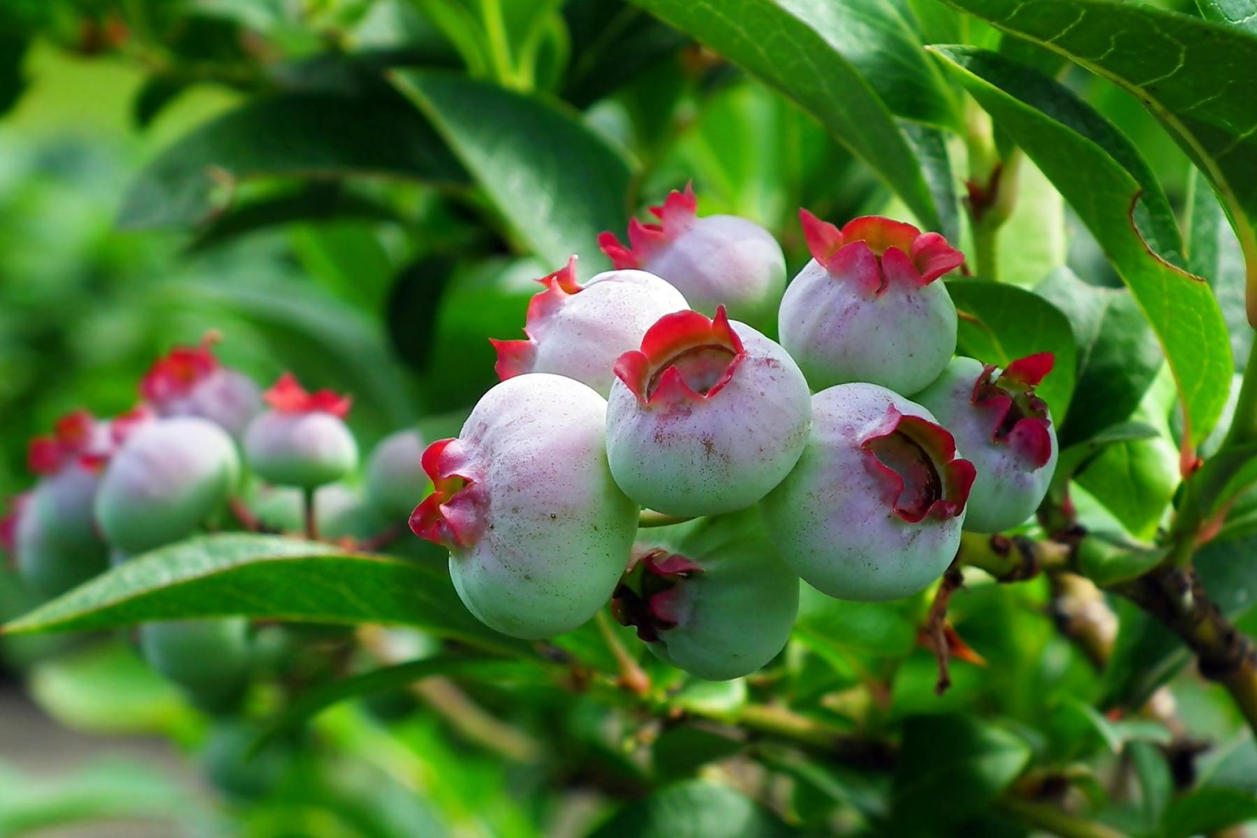 Heidelbeeren am Strauch