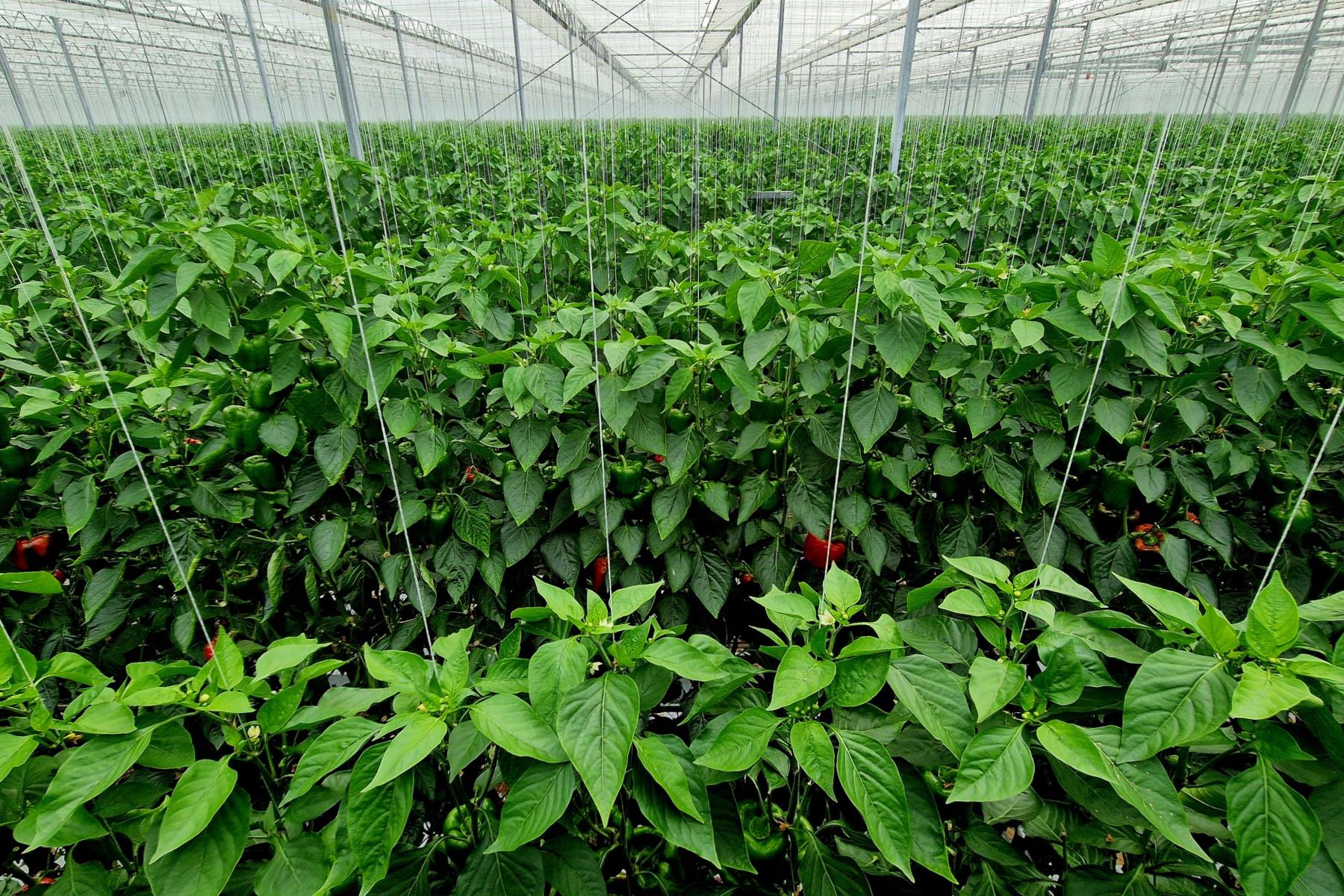 Paprika im Gewächshaus