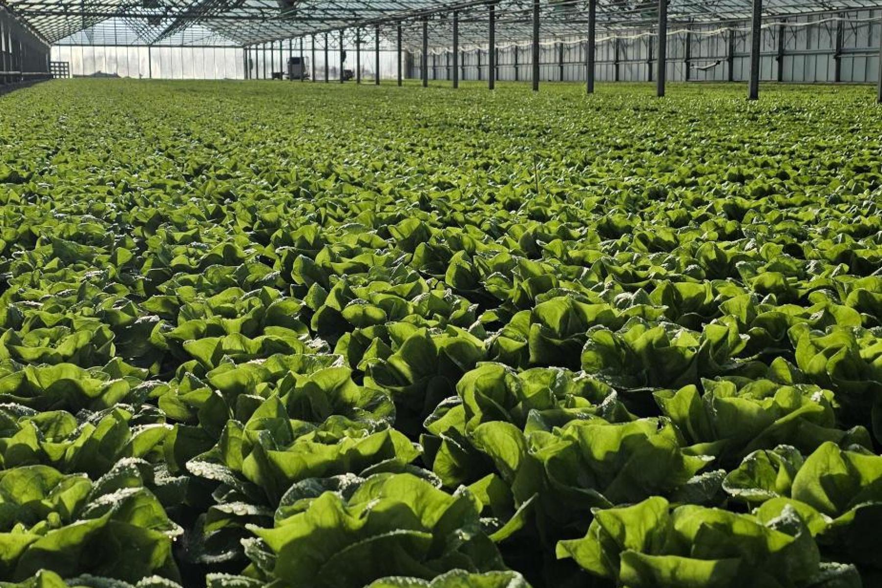 Salat im Gewächshaus