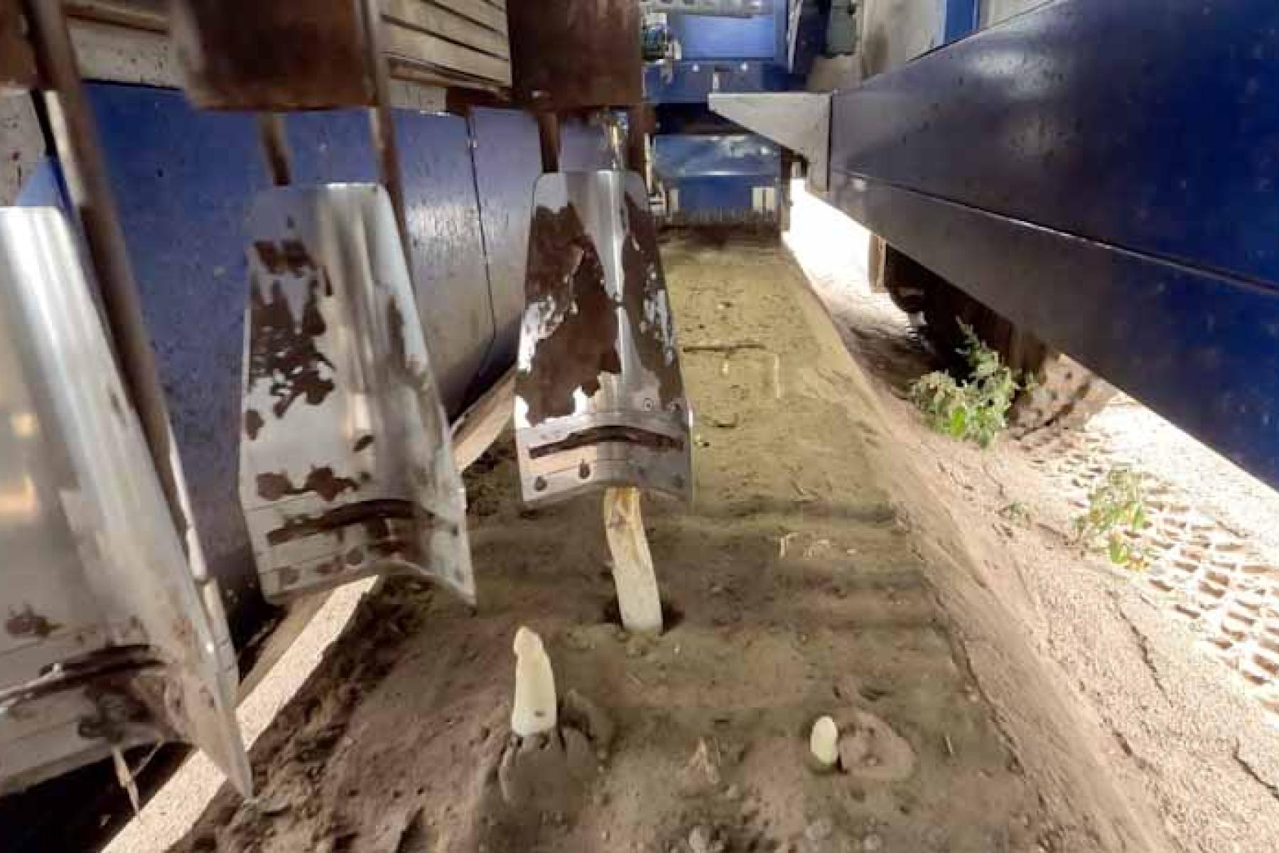 Spargelroboter im Einsatz