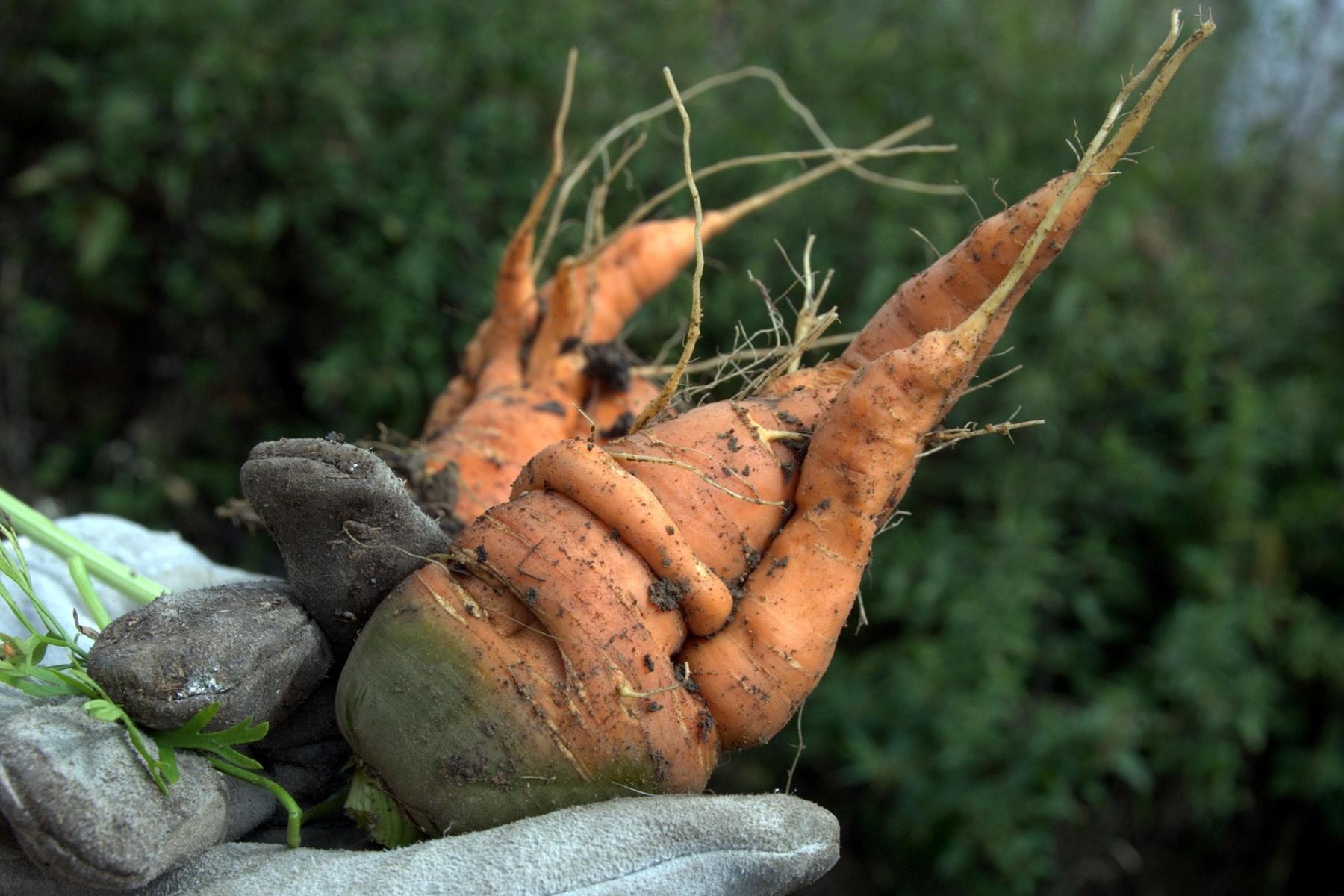 krumm gewachsene Möhre