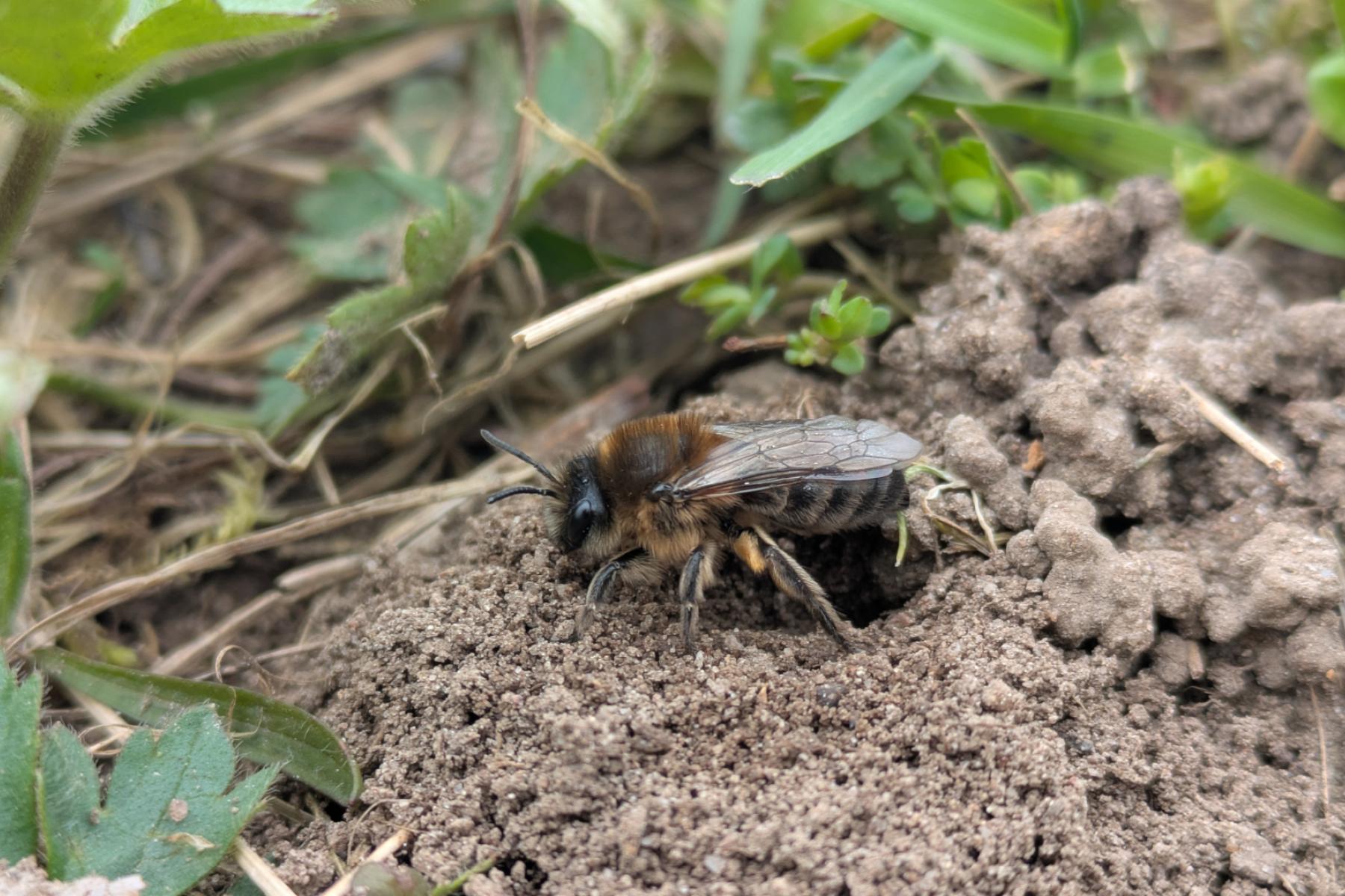 Wildbiene auf ihrem Nest am Boden