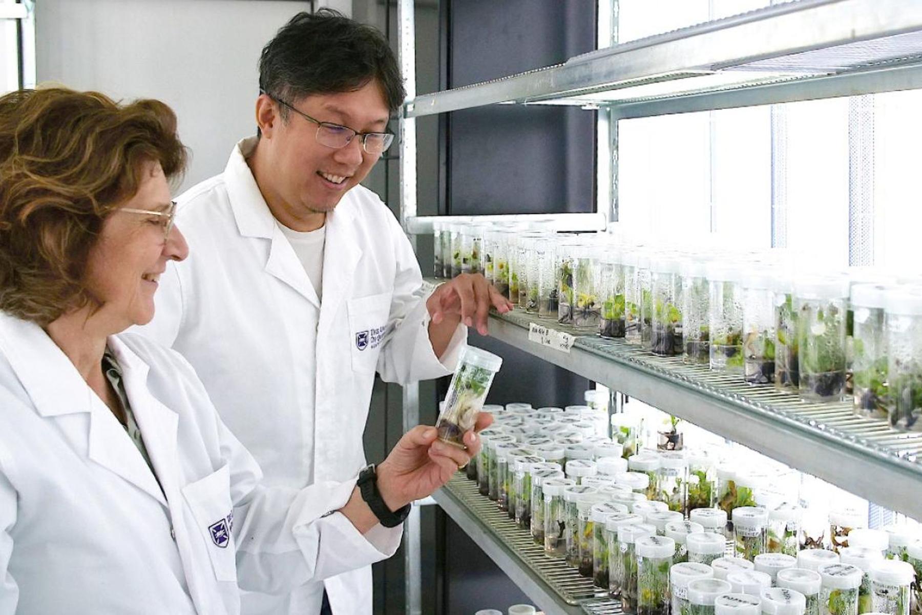 Wissenschaftler im Labor mit Bananensamen