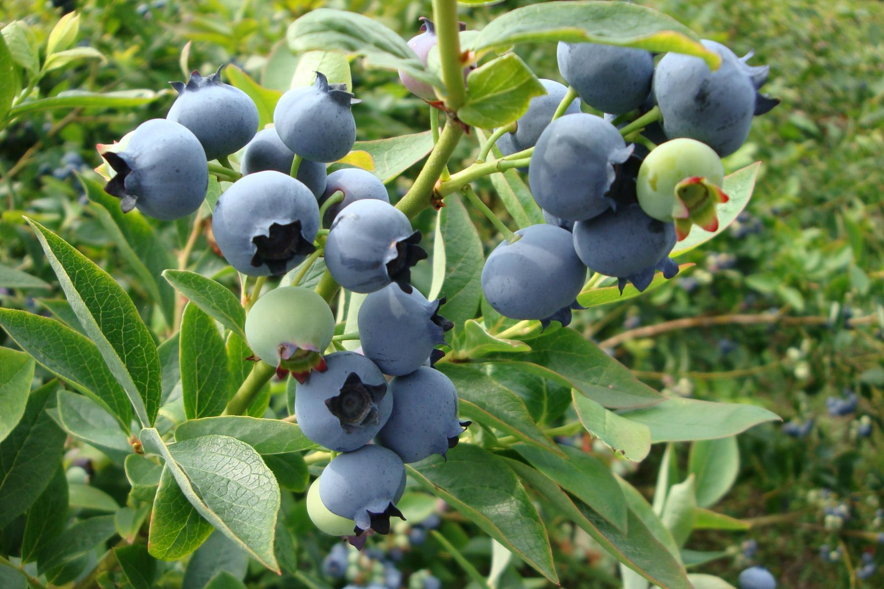 Heidelbeeren