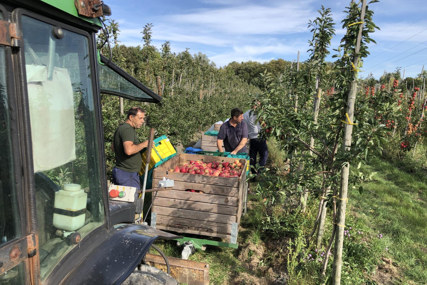Apfelproduktion in Niedersachsen