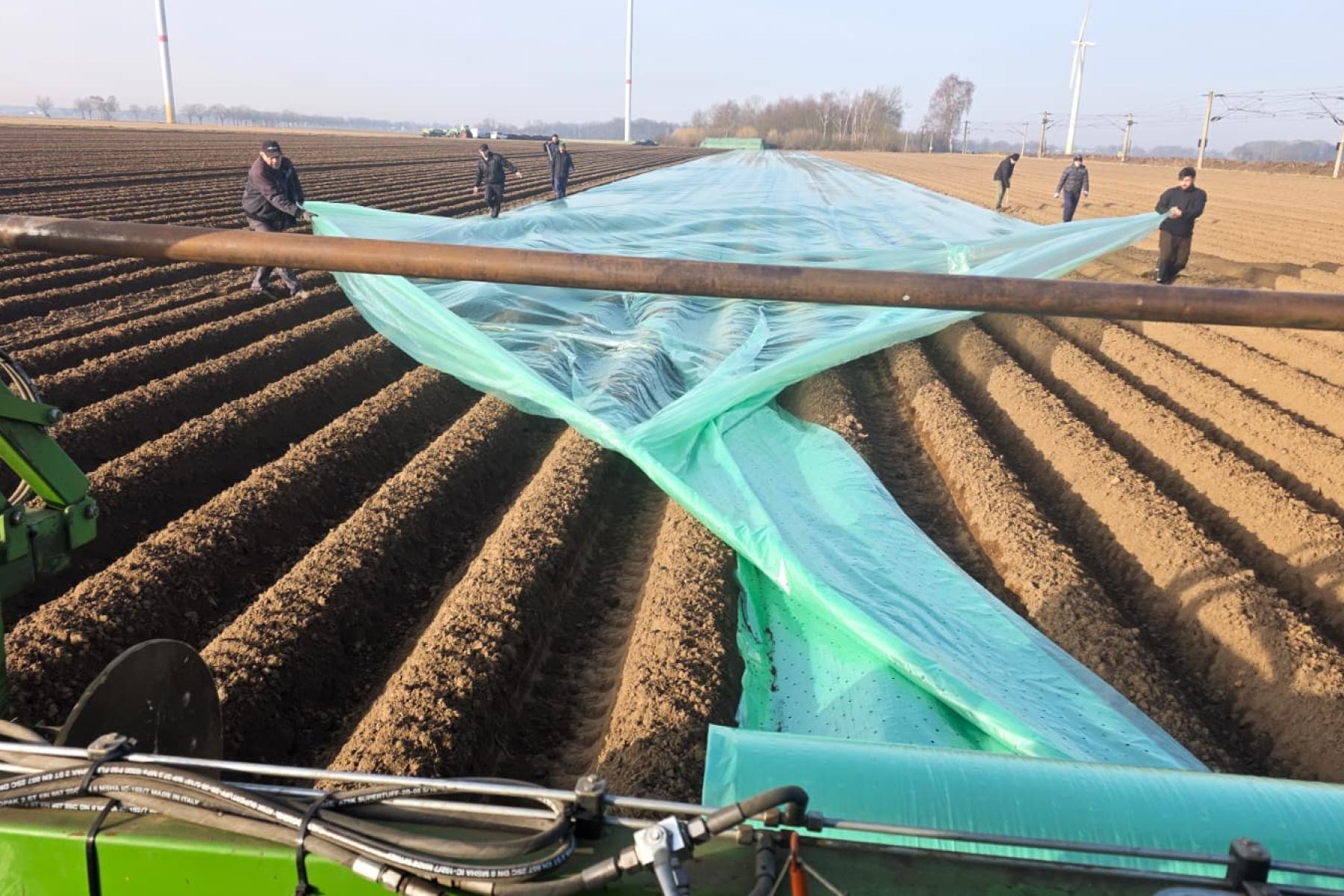 Frühkartoffel-Anbau in Niedersachsen 2026