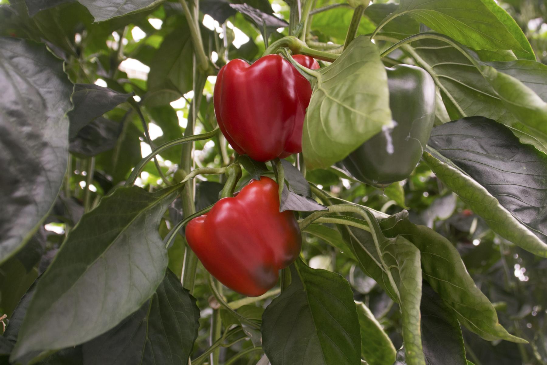 Reife rote Paprika am Strauch. 